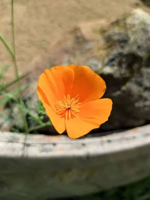 Orange Blüte als Symbol für Achtsamkeit und innere Entwicklung