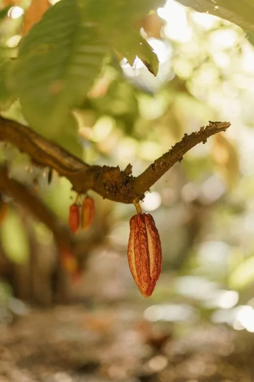 Orange Kakao Frucht am Baum – Ursprung von zeremoniellem Kakao