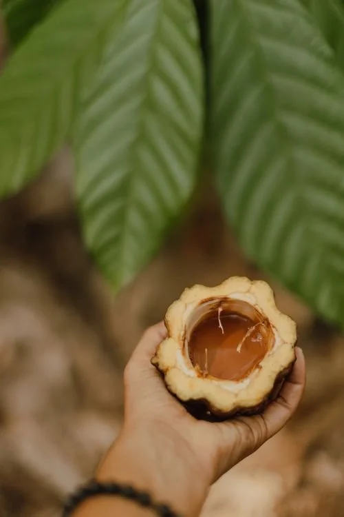 Halbierte Kakao Frucht gefüllt mit Kakao