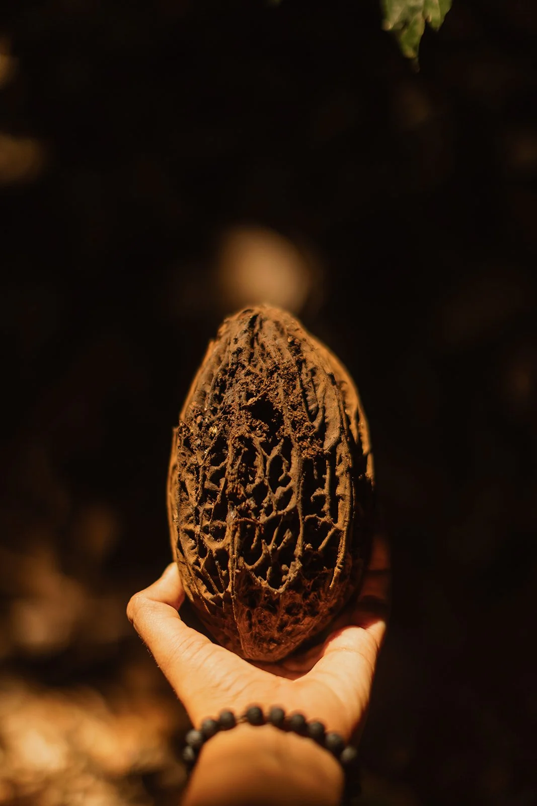 Seltene Kakao Frucht am Kakao Baum