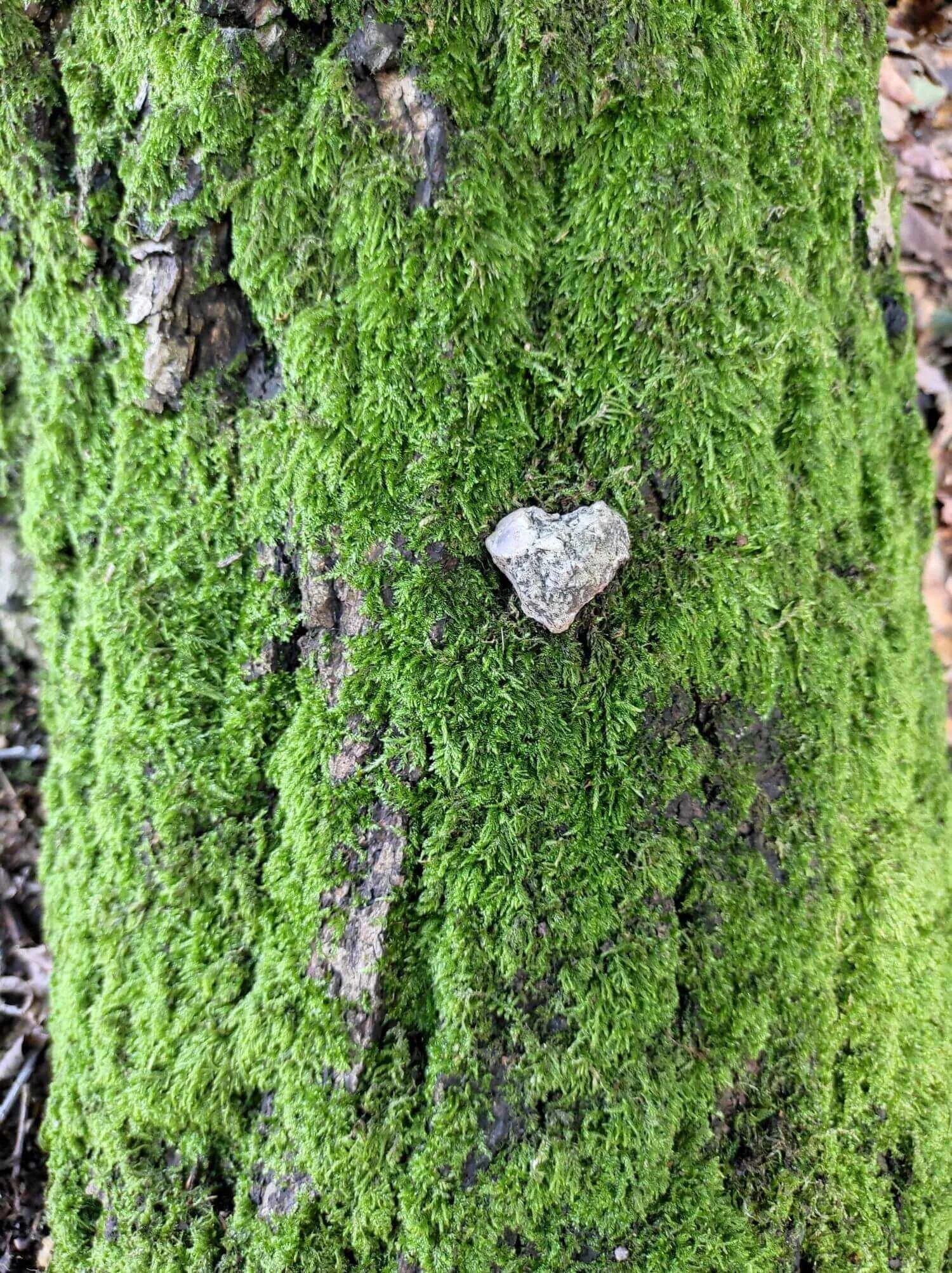 Herzförmiger Stein am moosbewachsenen Baum als Symbol für Selbstverbindung