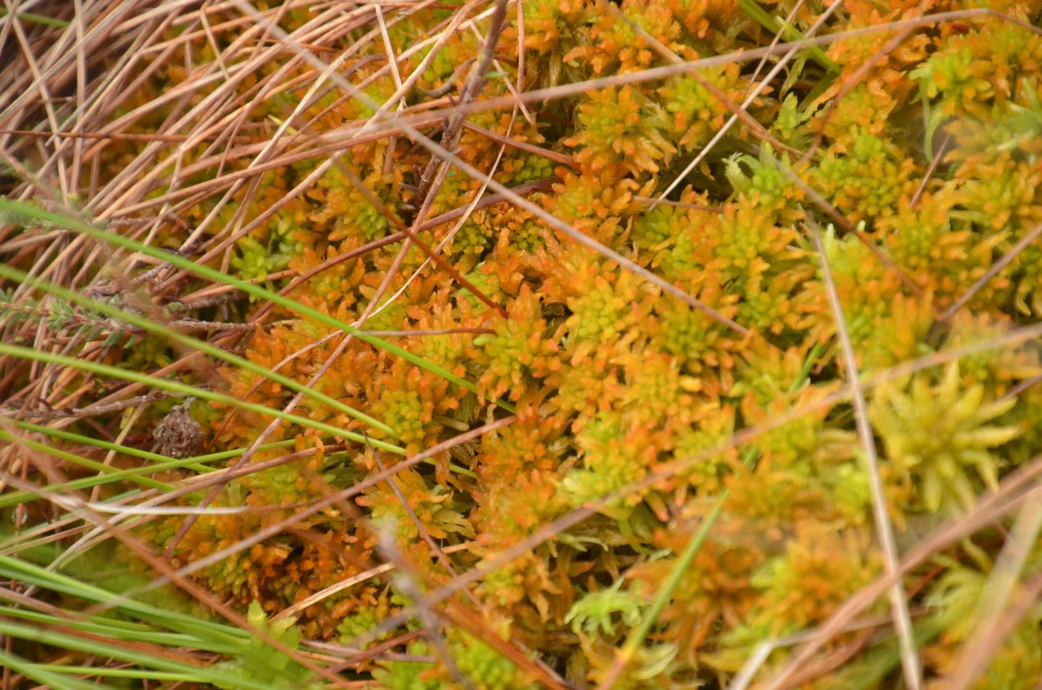 Golden bog moss Sphagnum pulchrum