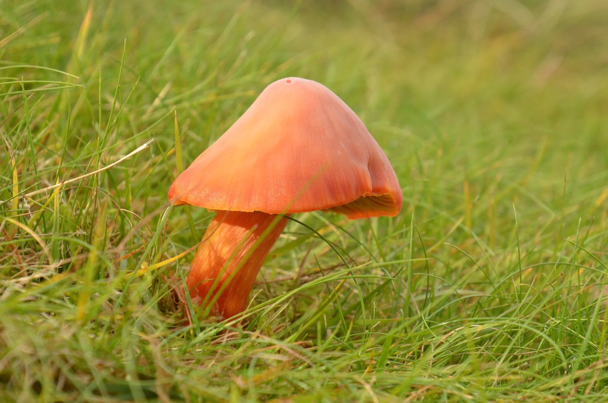 Crimson Waxcap Hygrocybe punicea