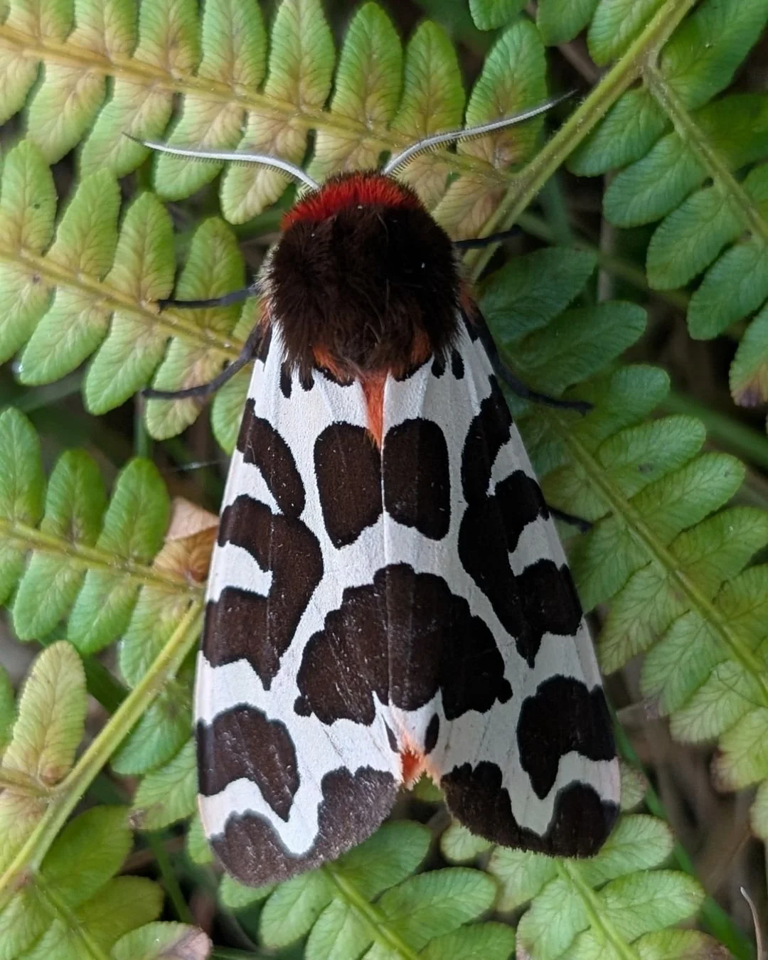 Garden Tiger Moth Arctia caja