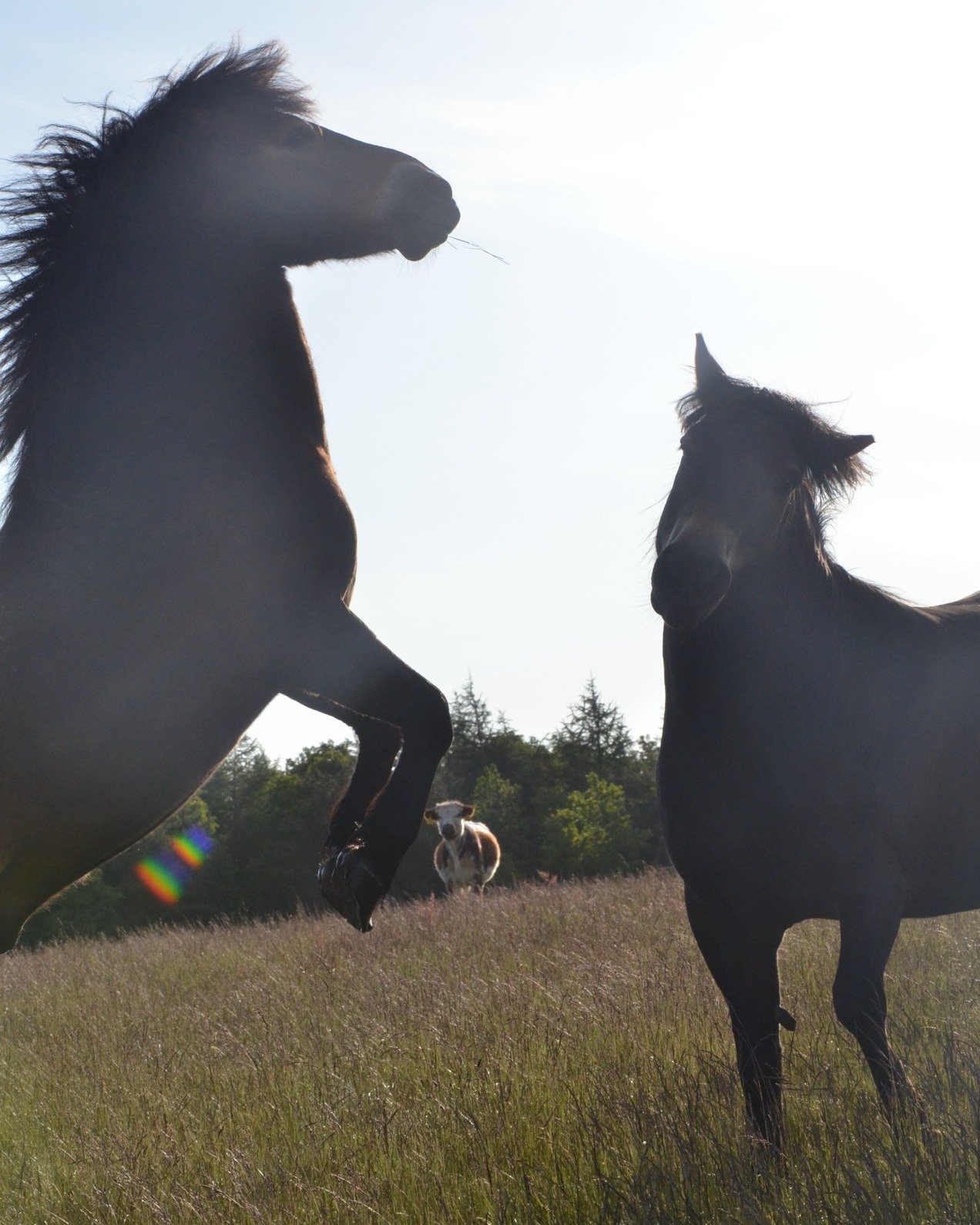 Jumping for joy on a sunny Friday morning. This photo was taken at around 06:30am where the Exmoor ponies and Longhorn cattle were found relaxing together in a mixed herd amongst the grassland - it's a beautiful sight to see 🐴🐮