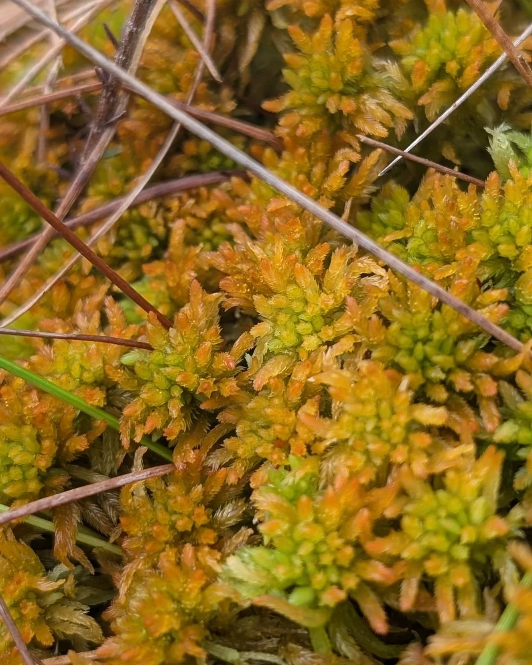 How excited do you get about a moss? If the answer isn't &quot;VERY&quot; then you haven't met the Golden Bog Moss - Sphagnum pulchrum. This rare and very showy species is only found on deep peat and we are lucky enough to have some in the middle of 