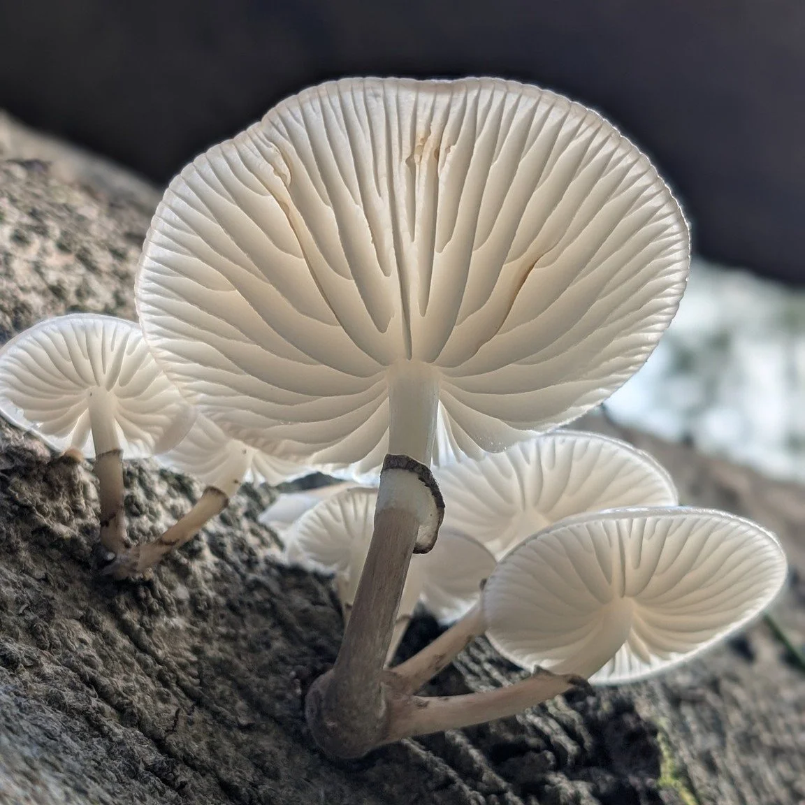 WHAT a day! The recent rains have finally brought out the fungi here at Hepple and yesterday we had one of our fungi events, introducing people into the fabulous world of fungi. From porcelain fungi and fly agarics, to penny buns, butter waxcaps and 