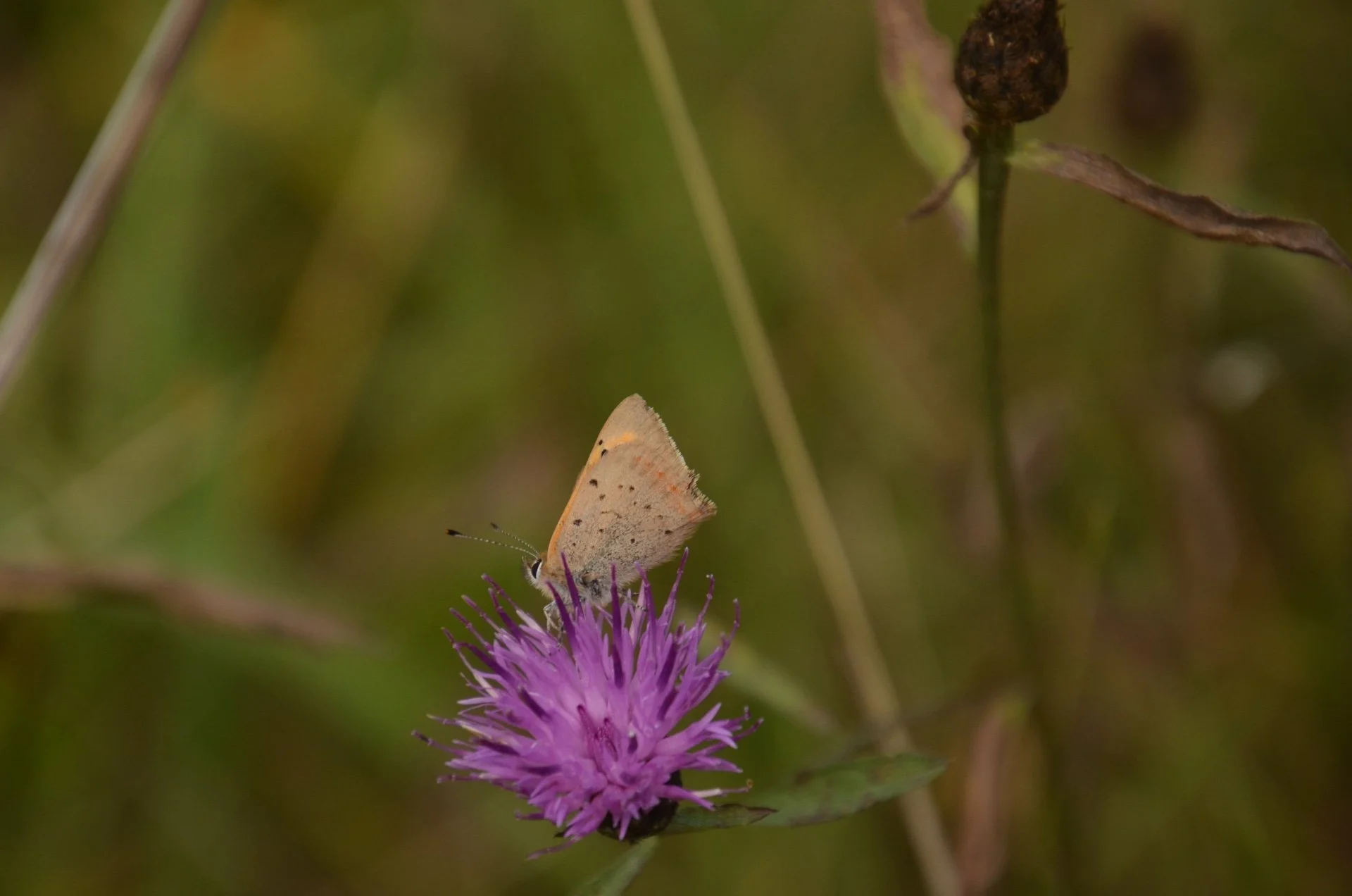 Still on the wing! We've seen some lovely autumn sun this week and have still been spotting some late-flying invertebrates catching the last of the rays - though they are looking a bit worse for wear in some cases. Since starting the project inverteb