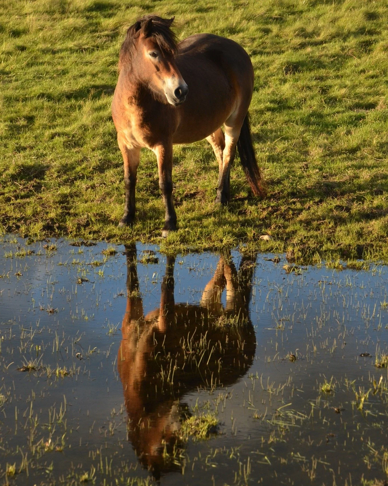 Who is that reflected in the water? One of our lovely female Exmoor ponies out enjoying some evening sun this week