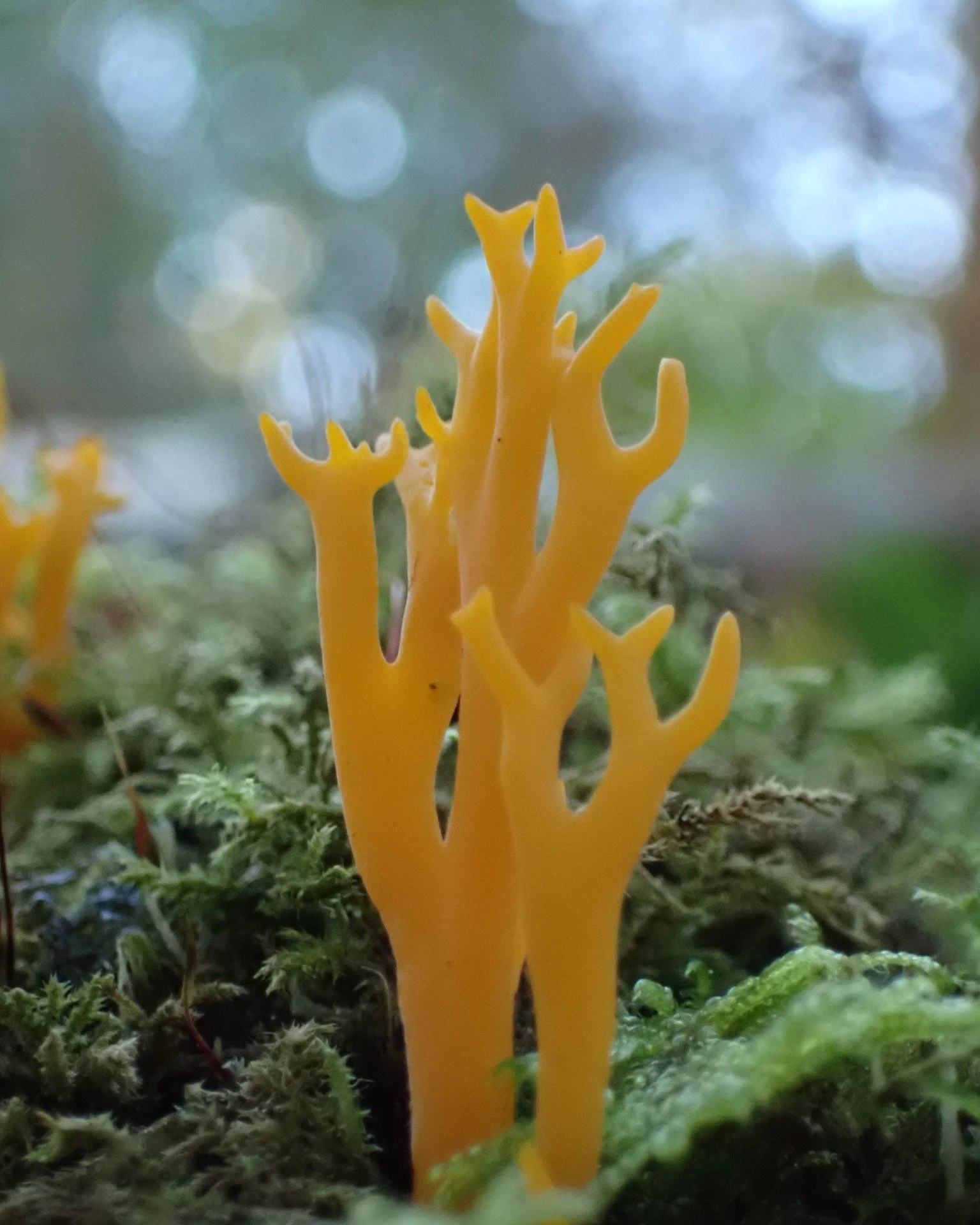 It's UK Fungus Day @ukfungusday and in it's honour, Hepple is currently blossoming with fungi. Last week we had a visit from the North East Fungi Study Group and they recorded over 140 species in one afternoon! Here are some photos of our favourites 
