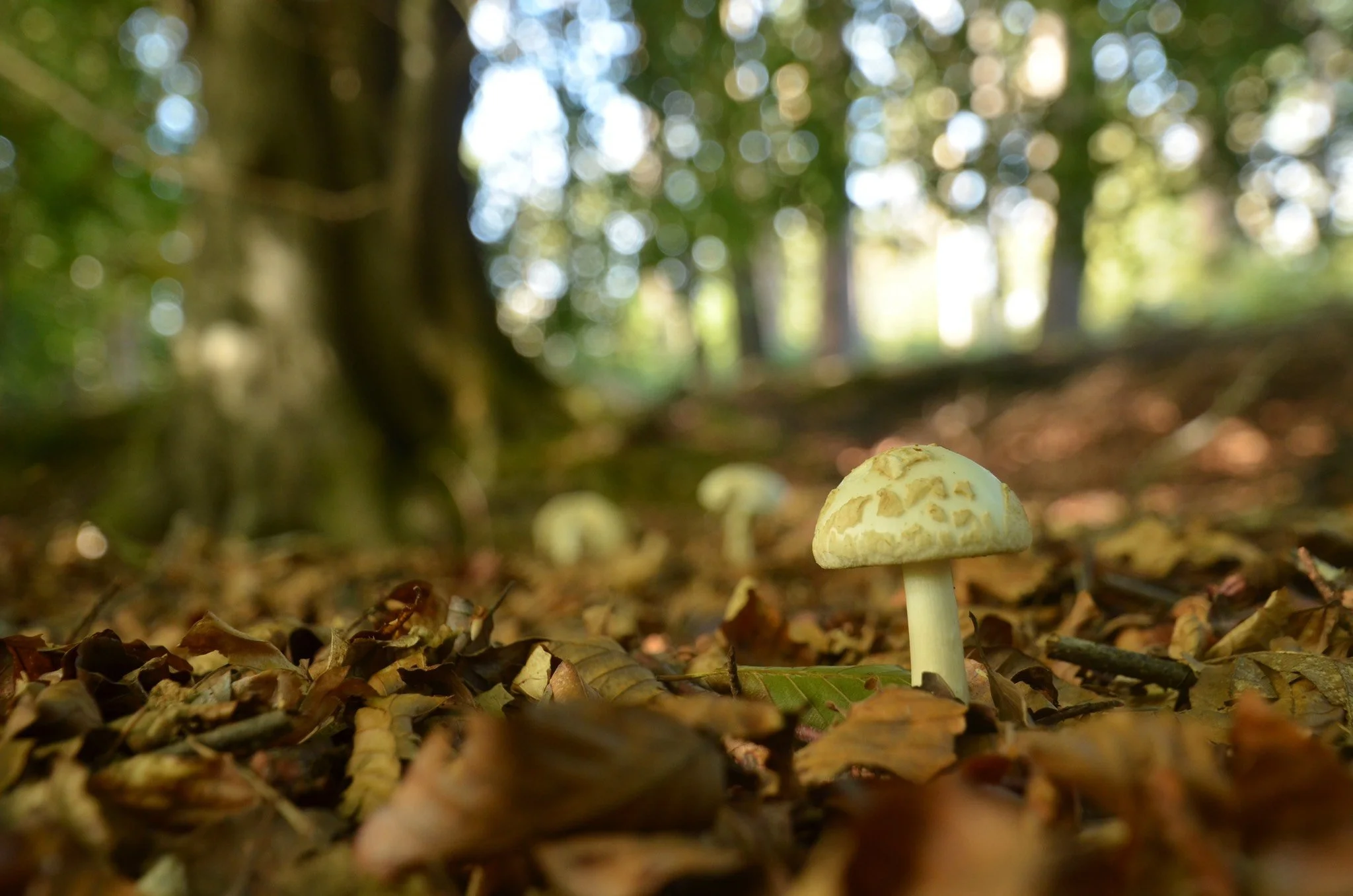 Still plenty of life in the woods at the moment - including this rather deadly looking species.. don't worry though - this is the FALSE deathcap which smells like raw potato and is apparently edible, but not worth the effort! 🍄