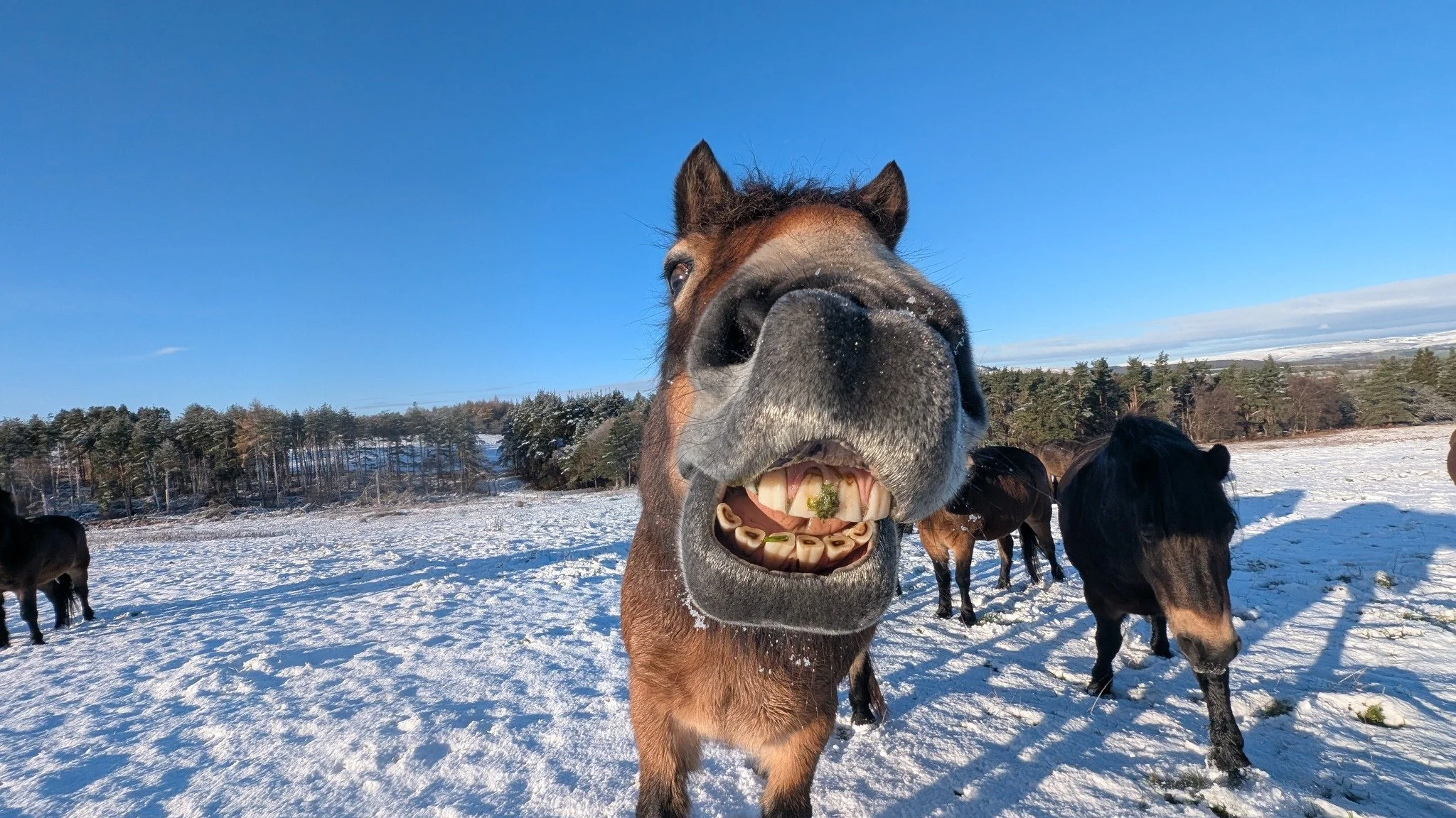 Smile if you like the snow ⛄️ Happy Friday!