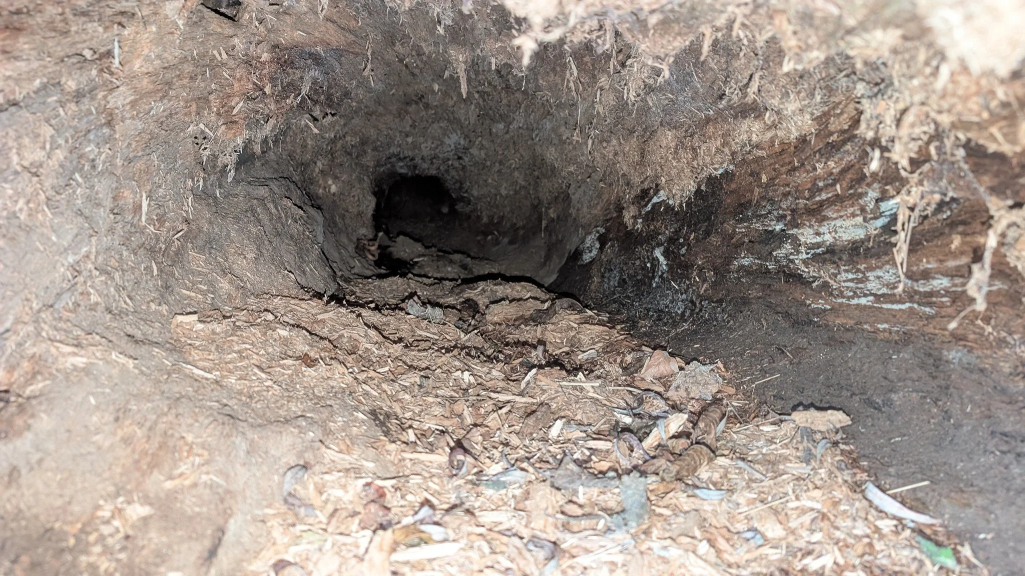 Check out what Jake, one of our team members, found this week! The trunk of an old, fallen (but still alive!) riverside willow has rotted away inside to create this lovely deadwood tunnel. And we're not the only ones that think it's lovely as some ot