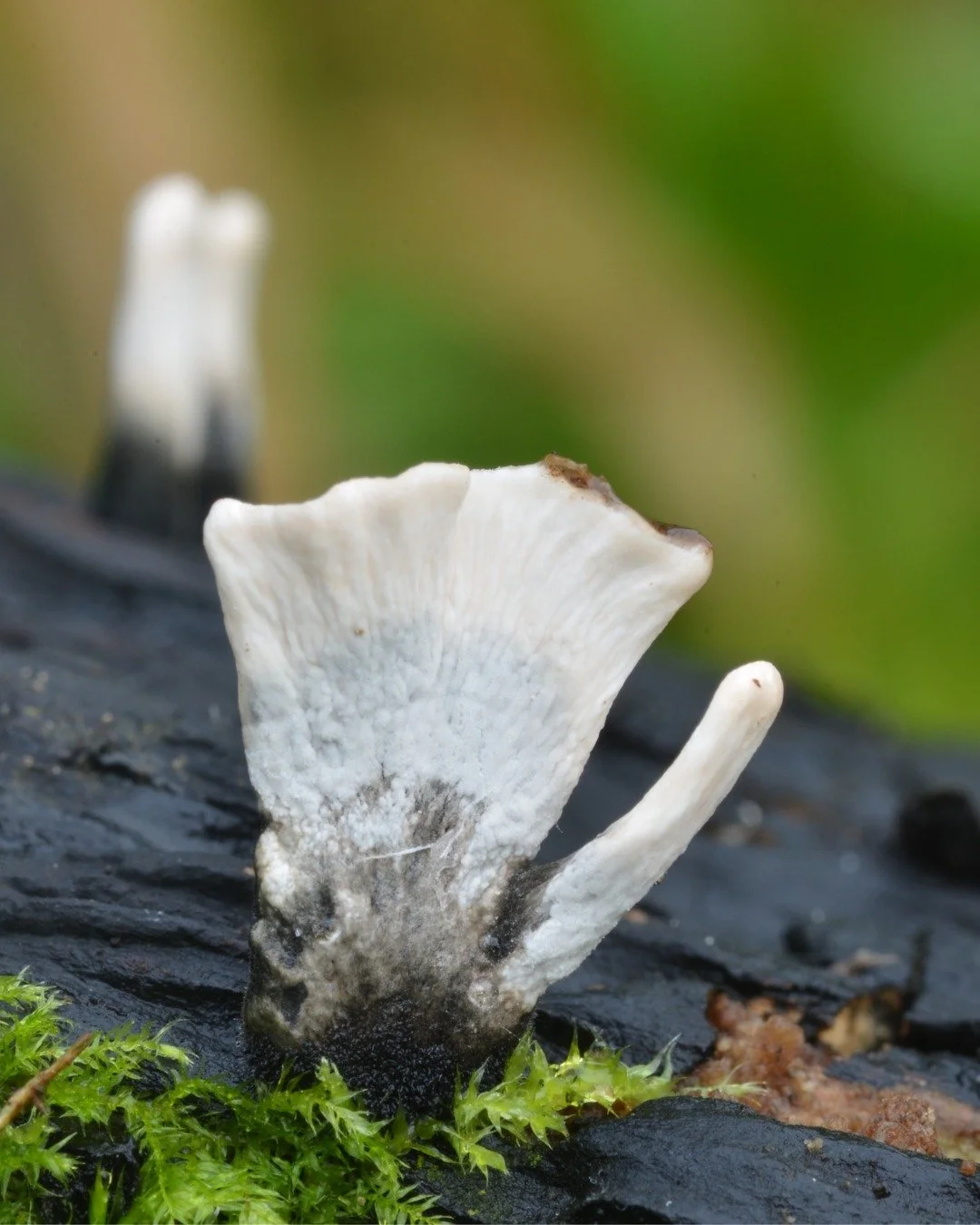 While the main fungi season of autumn has passed, there is still plenty of fungi kicking around throughout winter. This is Xylaria hypoxylon, or Candlesnuff fungus. It grows on deadwood and does indeed look like a snuffed out candlewick. Ironically, 