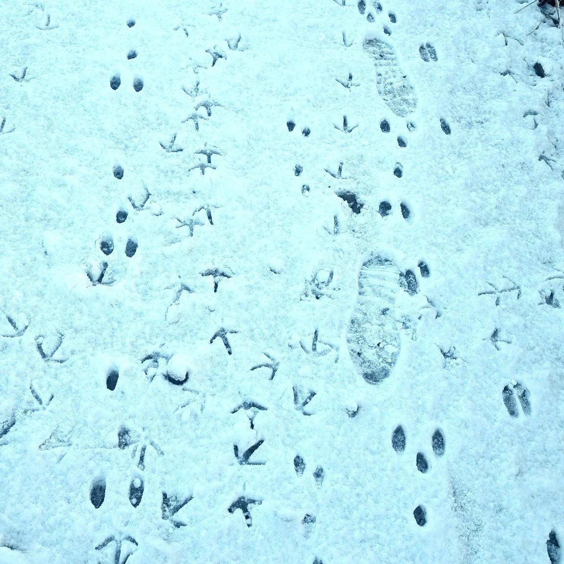 In the some of the recent snowfall we found this immense avenue of animal tracks. Funnelled between some dense bits of birch regeneration we found this busy highway and we think there are no less than 6 species in this short section... any guesses? W