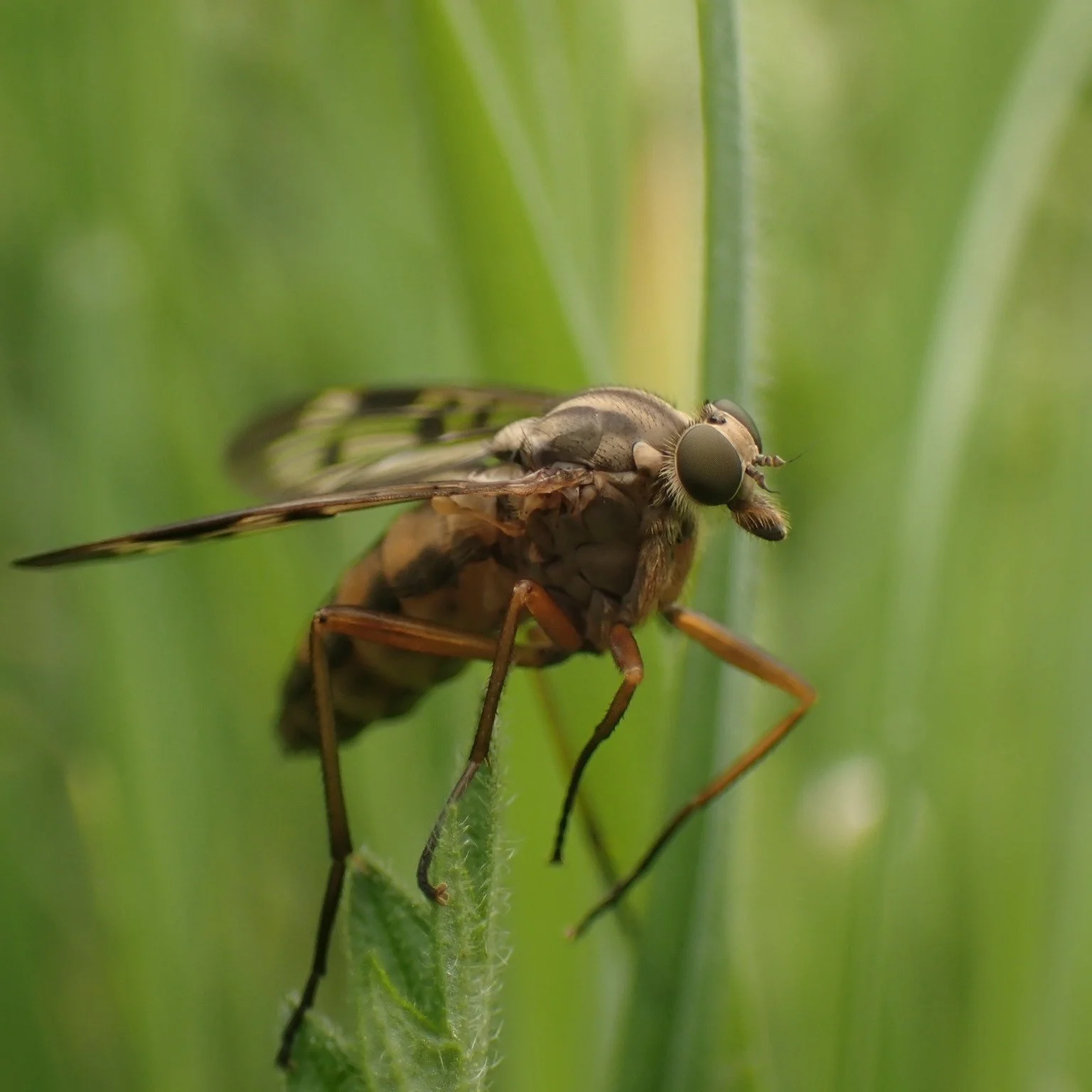 One exciting piece of monitoring that is going on at Hepple year round is our involvement in the Bioscan project, led by the Sanger institute. This work, involving setting a malaise trap every month is allowing us to record and identify invertebrate 