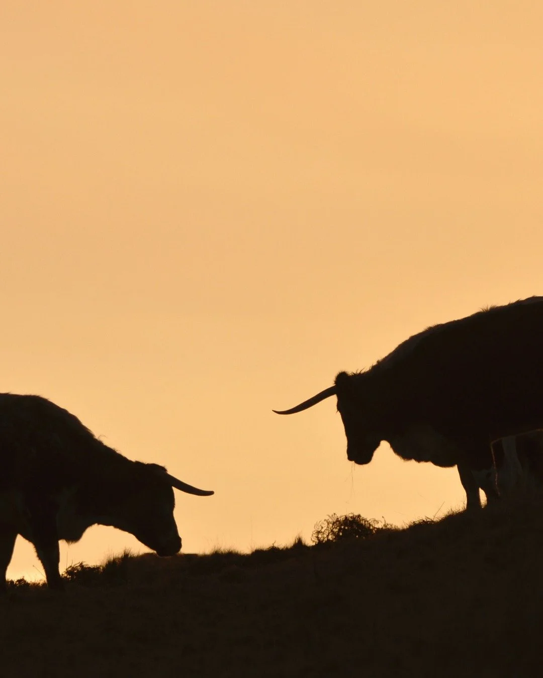 Sundowner with the Longhorns 🌅