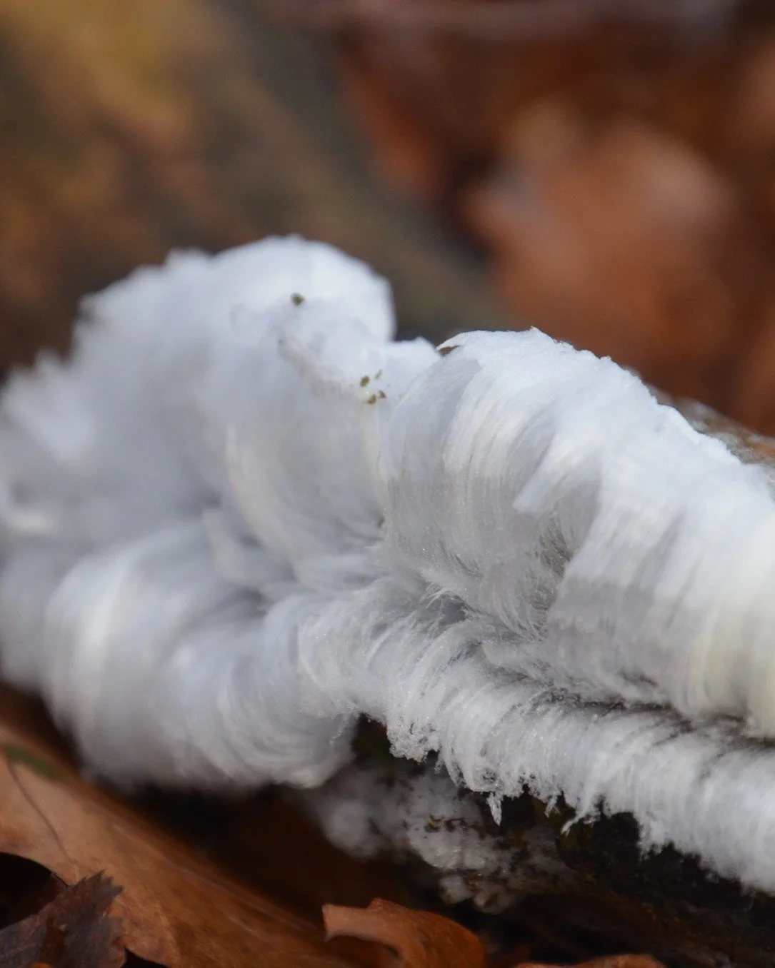 In some of the recent cold weather we've seen some awesome bits of hair ice across the estate. Hair ice is actually formed by a fungus - mindblowing. The fungus, believed to be Exidiopsis effusa lives within sticks and branches and then in cold, humi