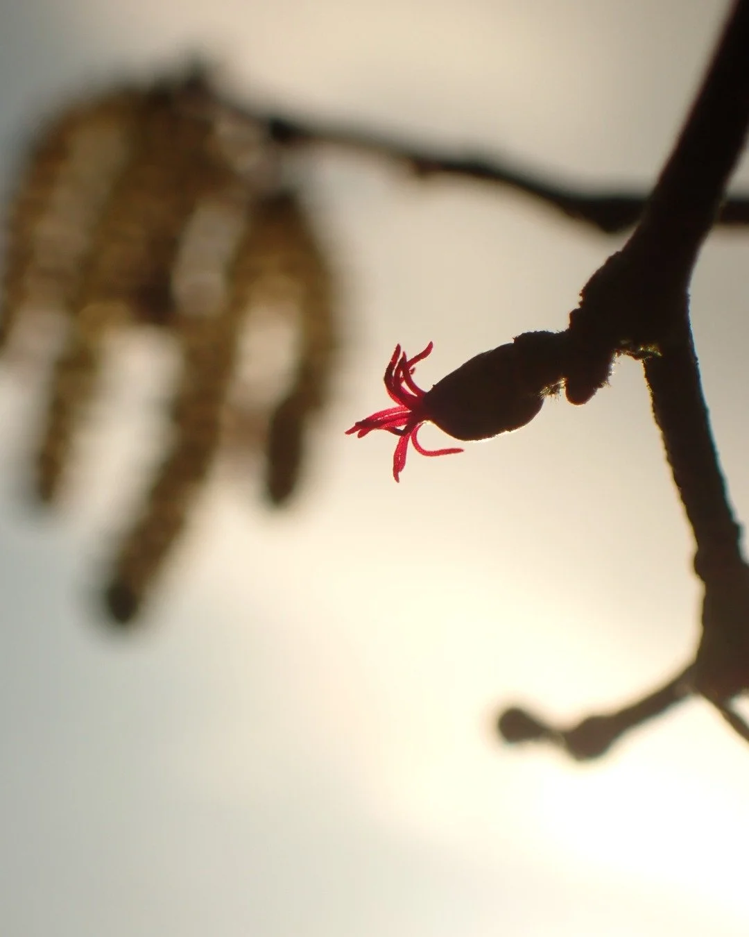 And the award for the strangest looking flower goes to... Hazel! 🦑 Abundant in spots here at Hepple, the Hazel Corylus avellana is bursting with flowers at the moment. Each tree has two kinds of flowers (monoecious) - the male yellow catkins, also c