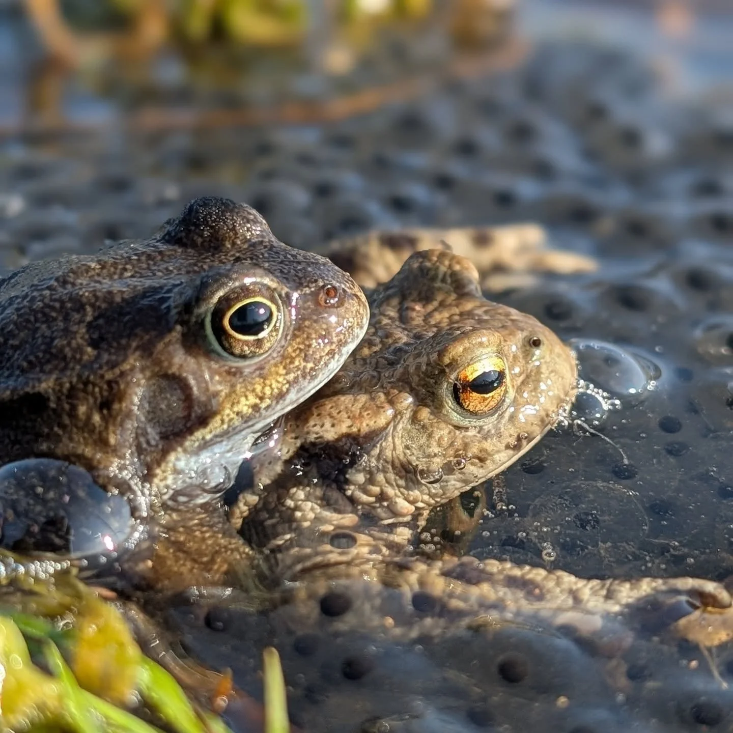 Our ponds and Wetlands are quite literally hopping with life this springtime 🐸 huge numbers of frog and toad spawn found throughout all of our wetlands this year with hundreds of adult toads and frogs recorded breeding by our fab team of volunteers.