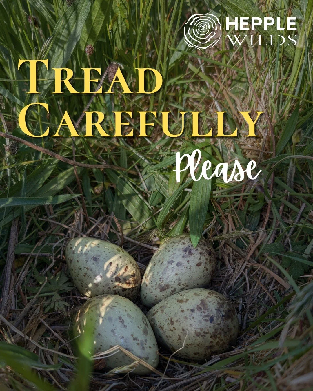 We're so excited to hear the songs of curlew and lapwing around Hepple at the moment - nesting season is about to kick off for our ground nesting birds but we need your help.

These birds lay their eggs in the open, often hidden in plain sight. See t