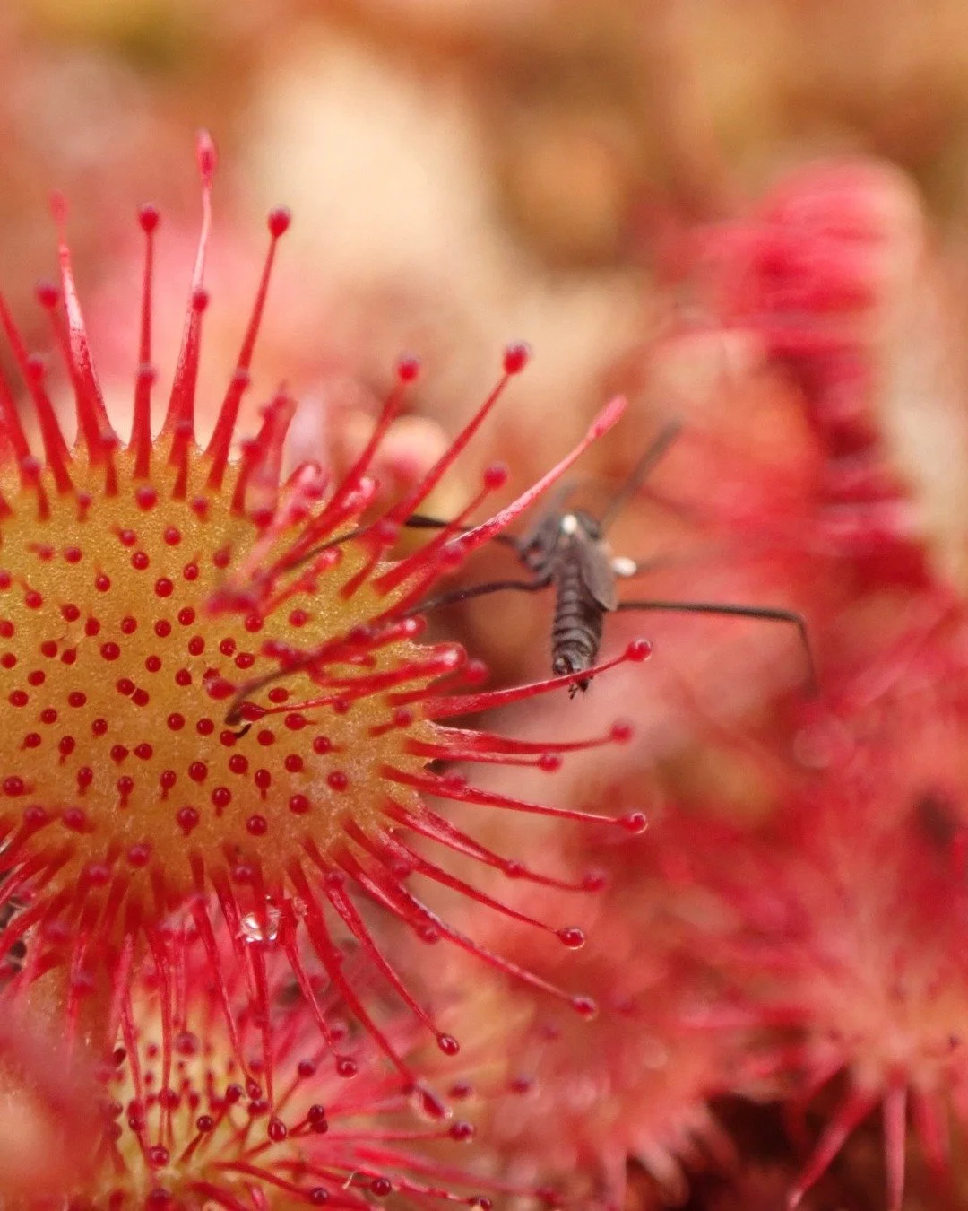 Botanical Delights 🪻We have over 500 plant species recorded at Hepple and they all have their own interesting ecologies - from the carnivorous sundew to the parasitic yellow rattle. Want to learn more? Join us for a Wildflower Day on Wednesday 24th 