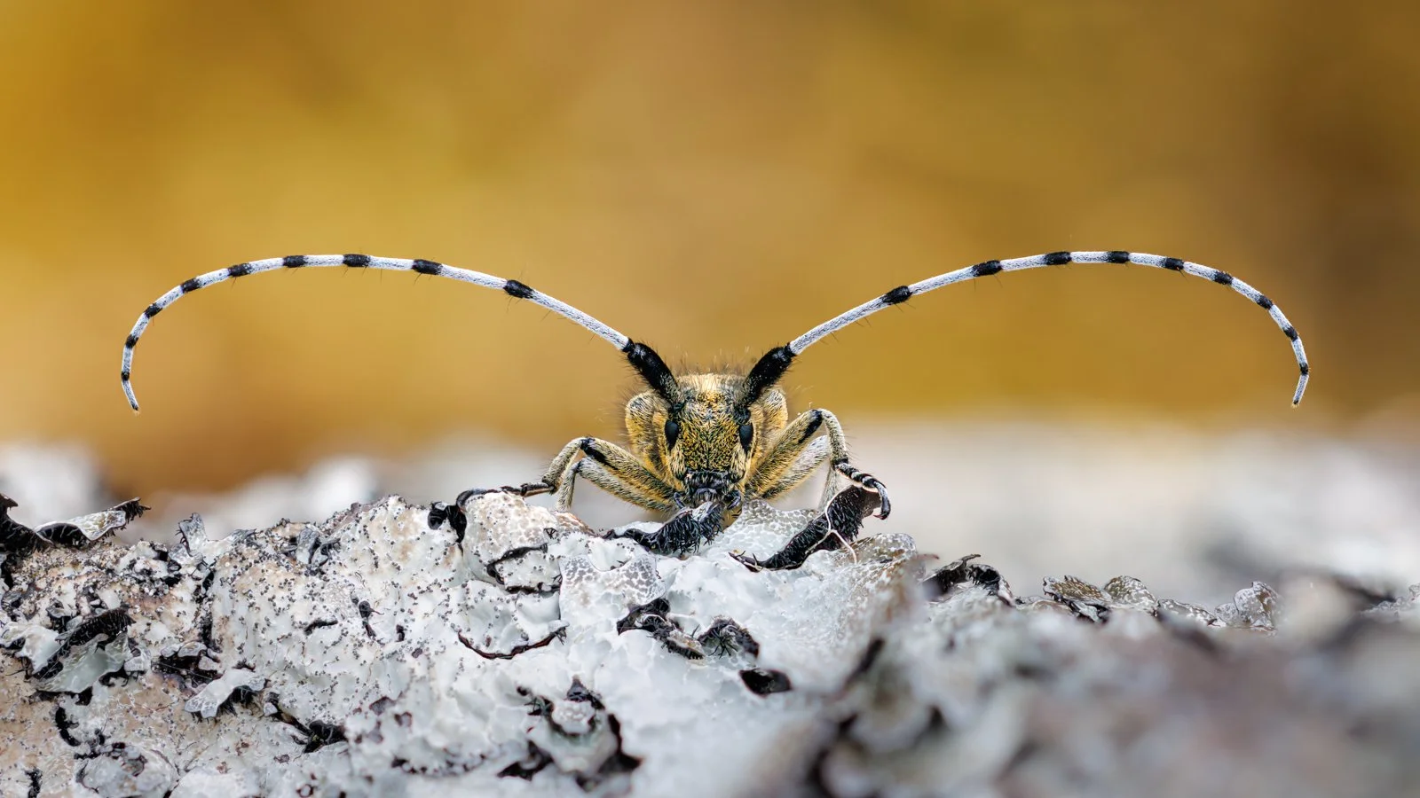Introducing the golden bloomed grey longhorn beetle 🪳 This amazing photo was taken by one of our guests, Stephen Moon, here at Hepple and it's officially an award winner - April's photo of the month for the Royal Photographic Society's Nature Group.