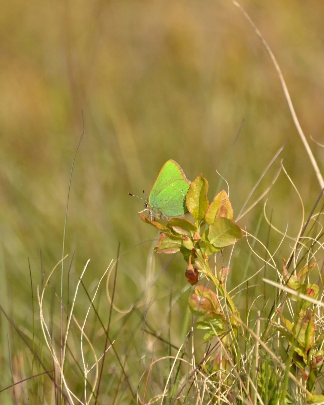 We are very happy to be undertaking lots of survey work for the 'Peatland Lepidoptera' project from @savebutterflies 🦋Even more thrilling was when some of our volunteers recorded the first of the target species to emerge - Green Hairstreak! This bea