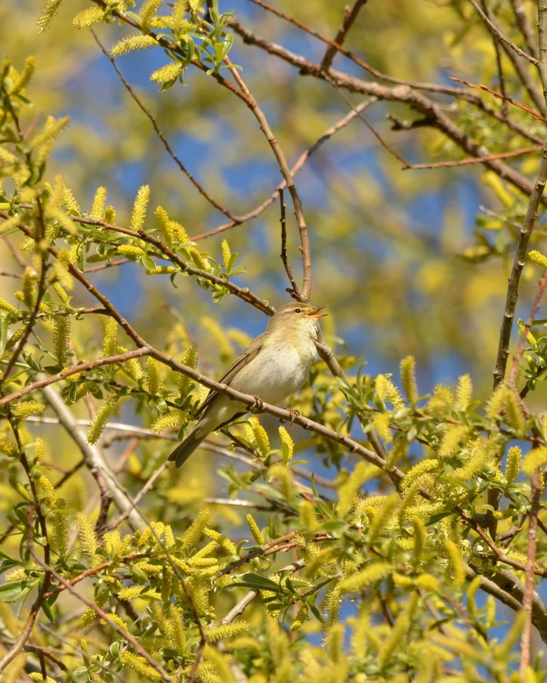 Oncoming summer means we have lots of lovely summer birds arriving on the estate, including lots of invertebrate eating warblers - just like this willow warbler, aptly spotted in a willow 🐦