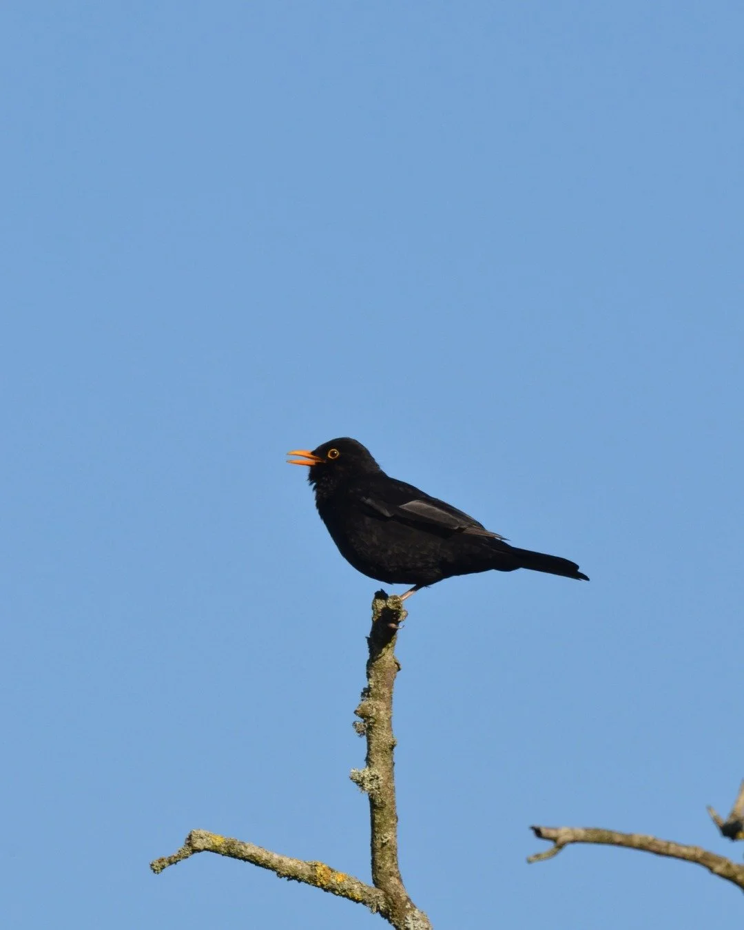 "The Woosell cocke, so blacke of hew, With Orenge-tawny bill" - Bottom in 'A Midsummer Night's Dream' referring to the male blackbird (woosell cocke). 

Woosell is a derivation of Ouzel which was an old name for the blackbird and is still u