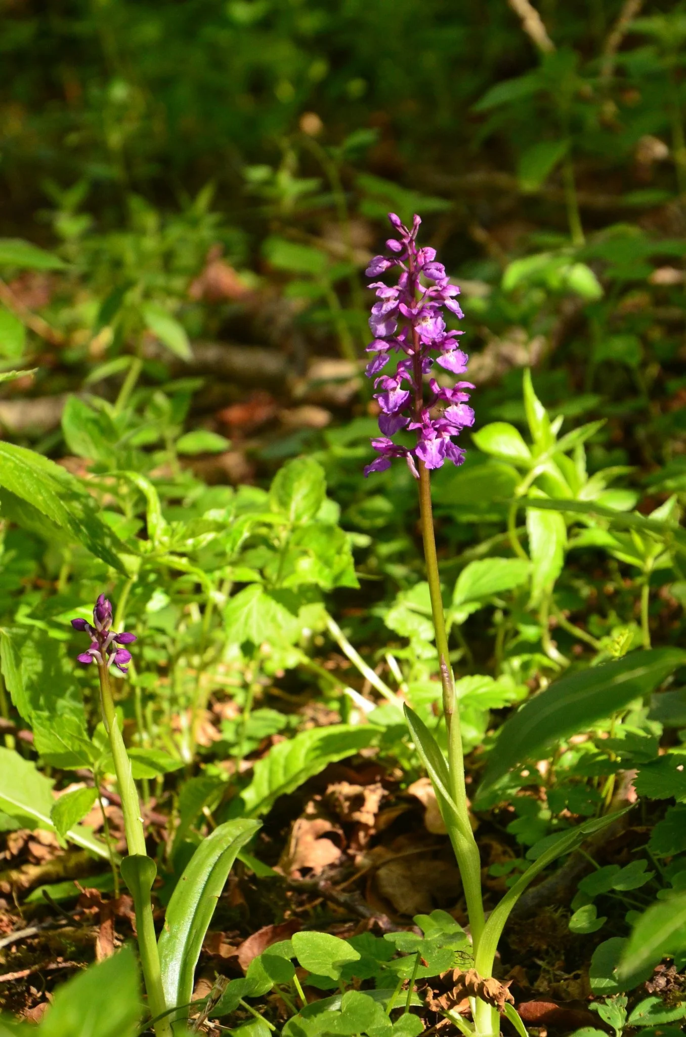 Early purple orchid Orchis mascula