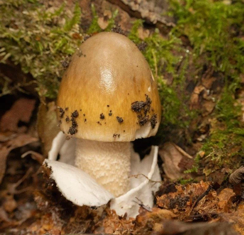 Olive amanita Amanita submembranacea
