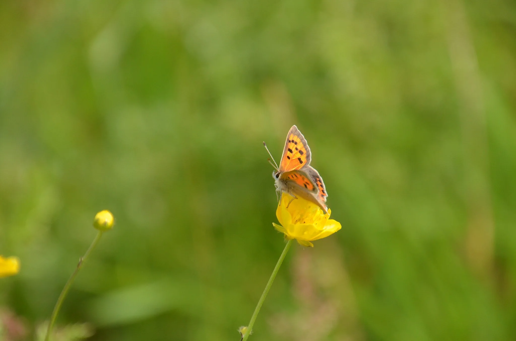 Small Copper Lycaena phlaeas