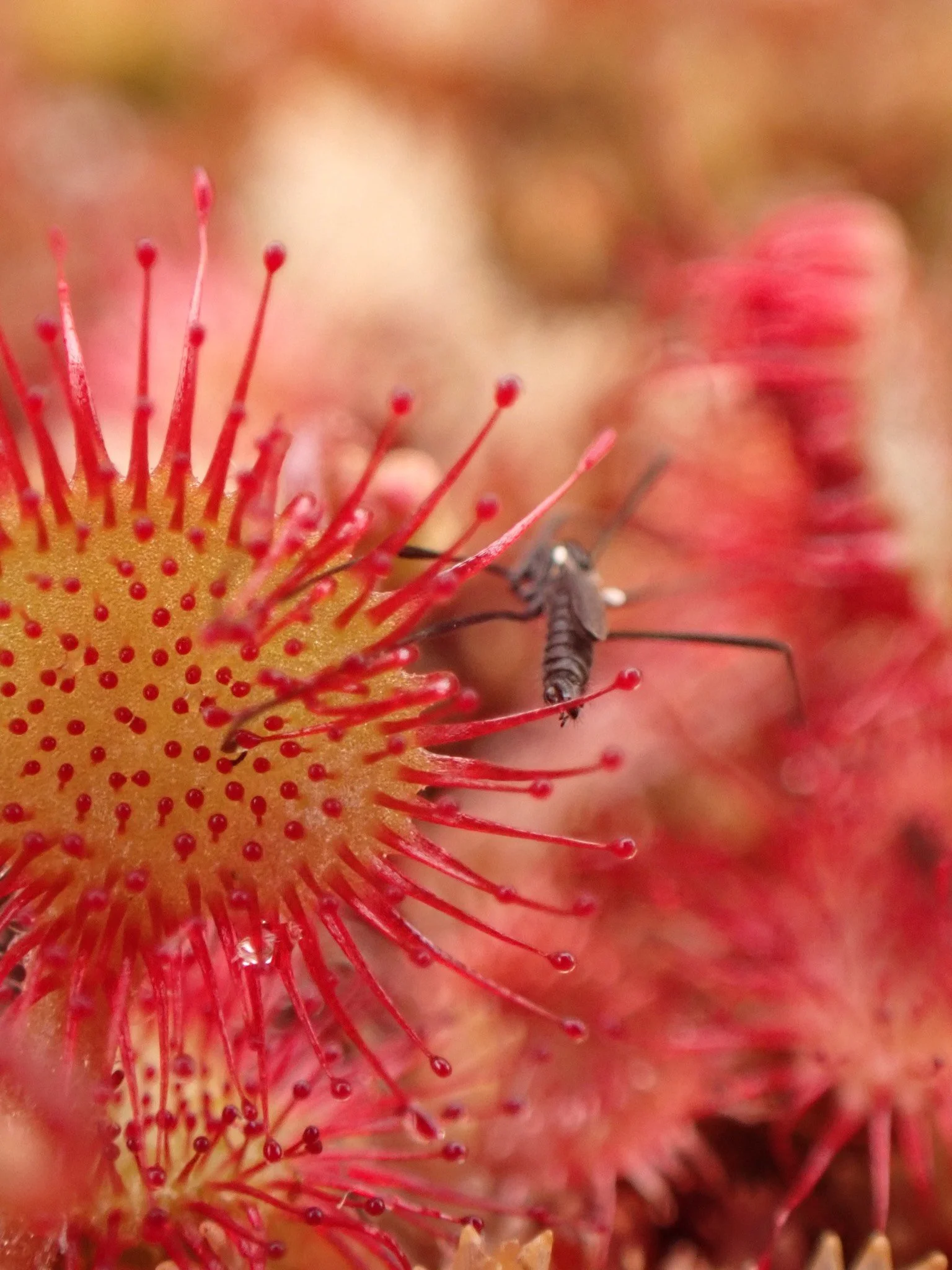 Round-leaved sundew Drosera rotundifolia