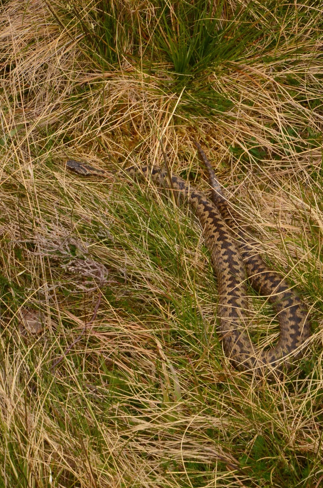 Adder Vipera berus