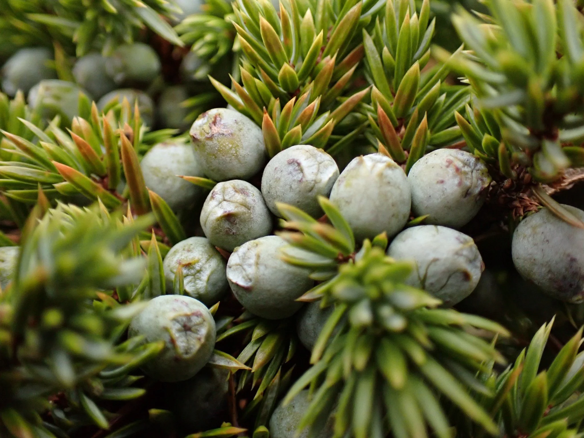 Common Juniper Juniperus communis