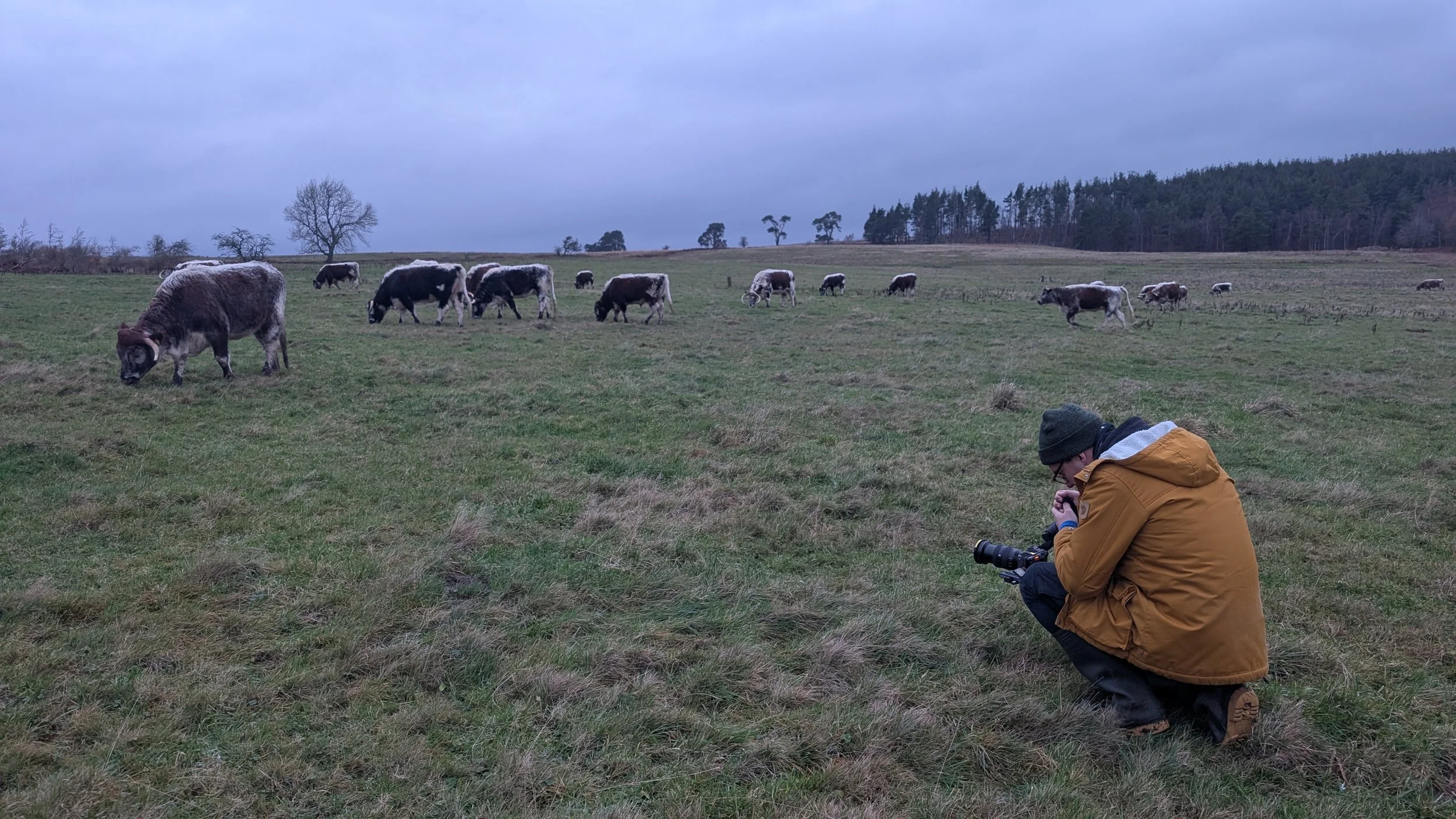 Man filming cows