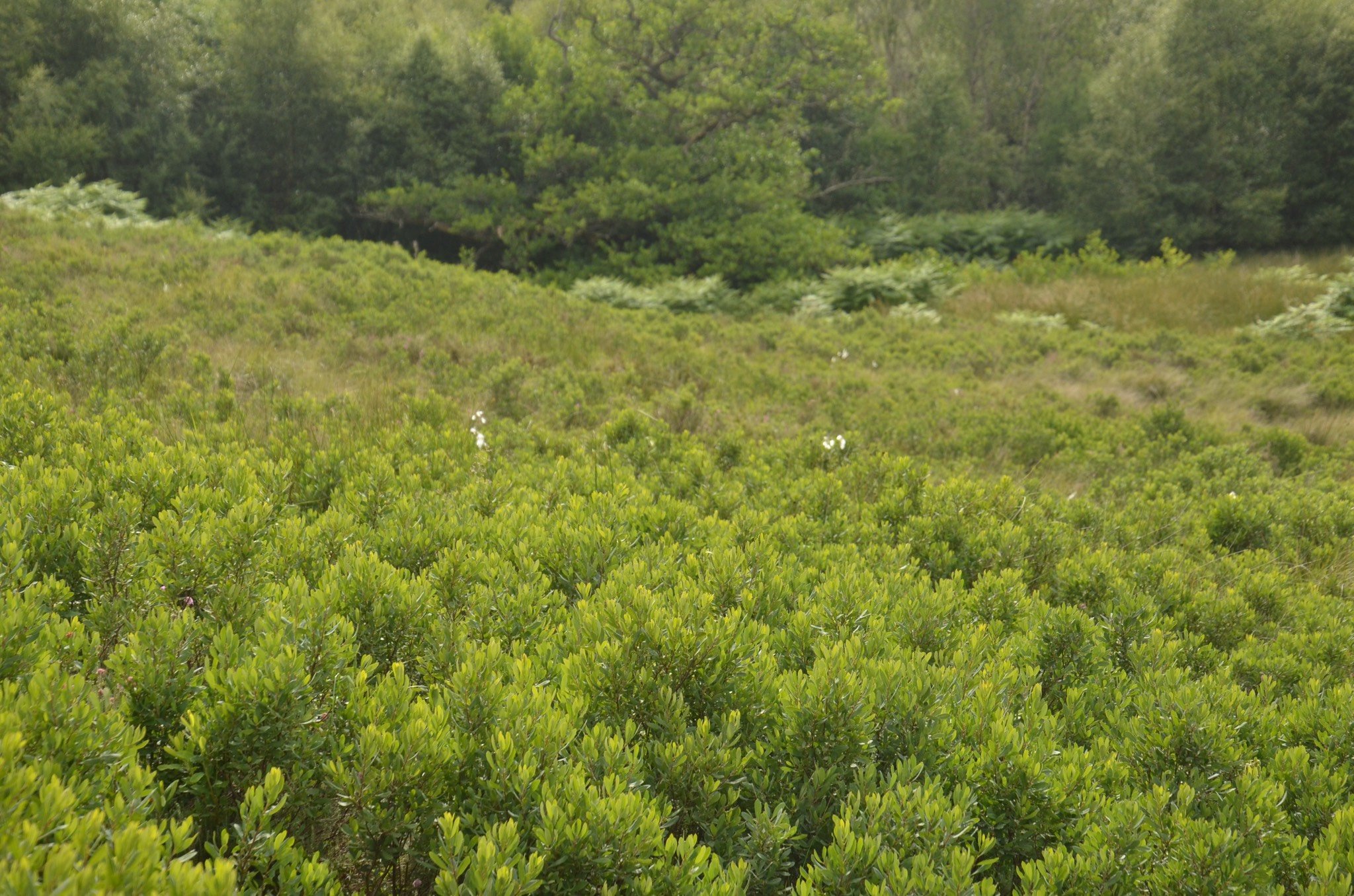 Bog Myrtle Myrica gale 