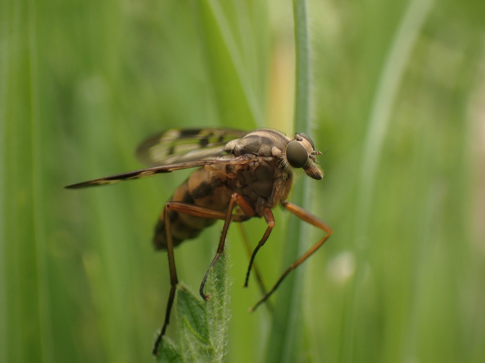 Snipefly Rhagio mystaceus
