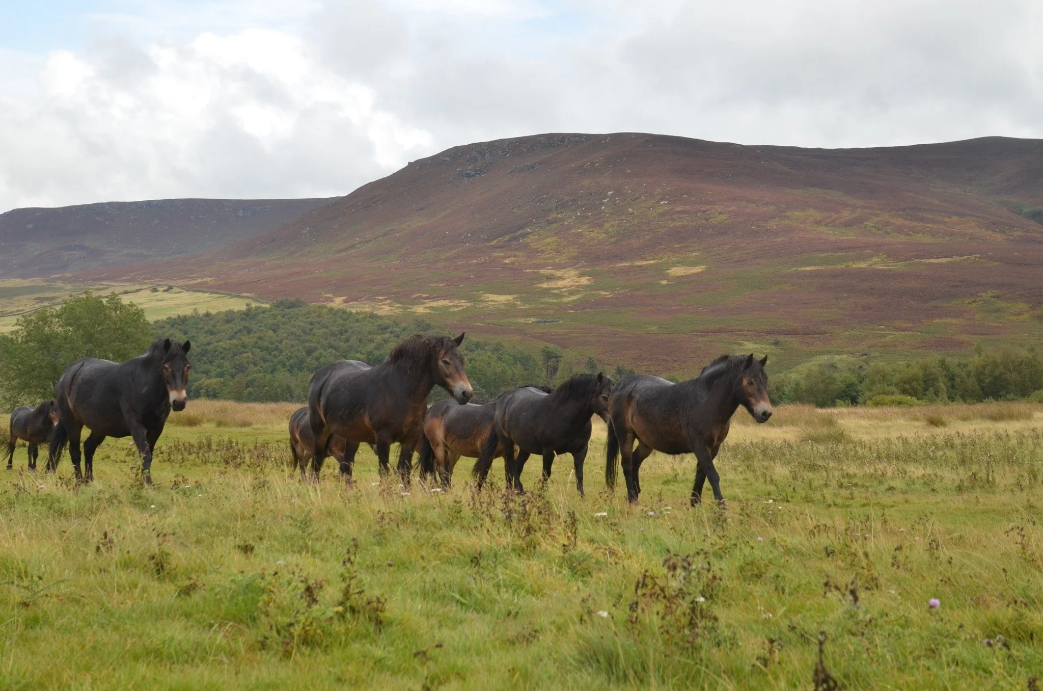 ponies with hill.JPG