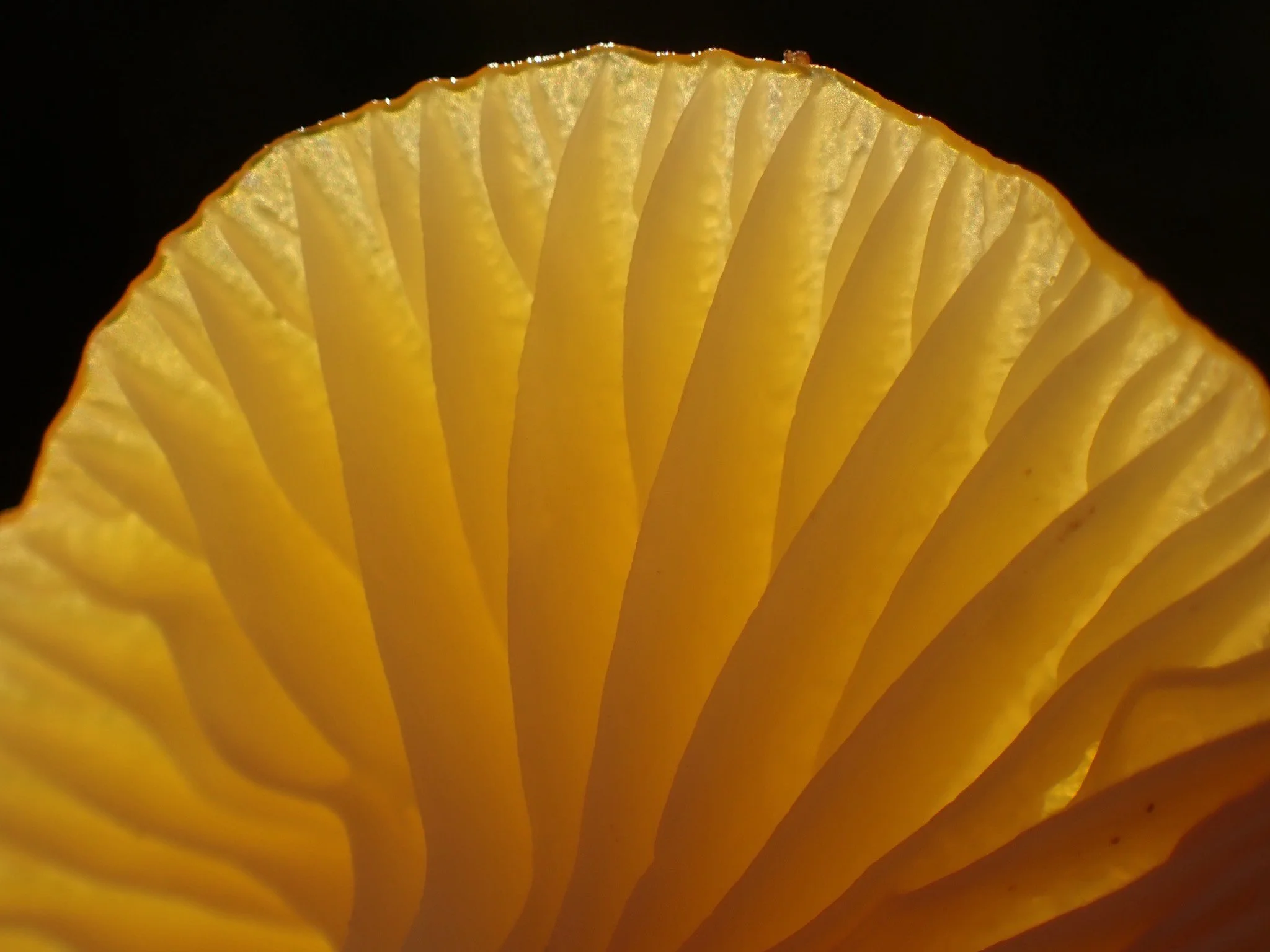 Glistening Waxcap Gloioxanthomyces vitellinus
