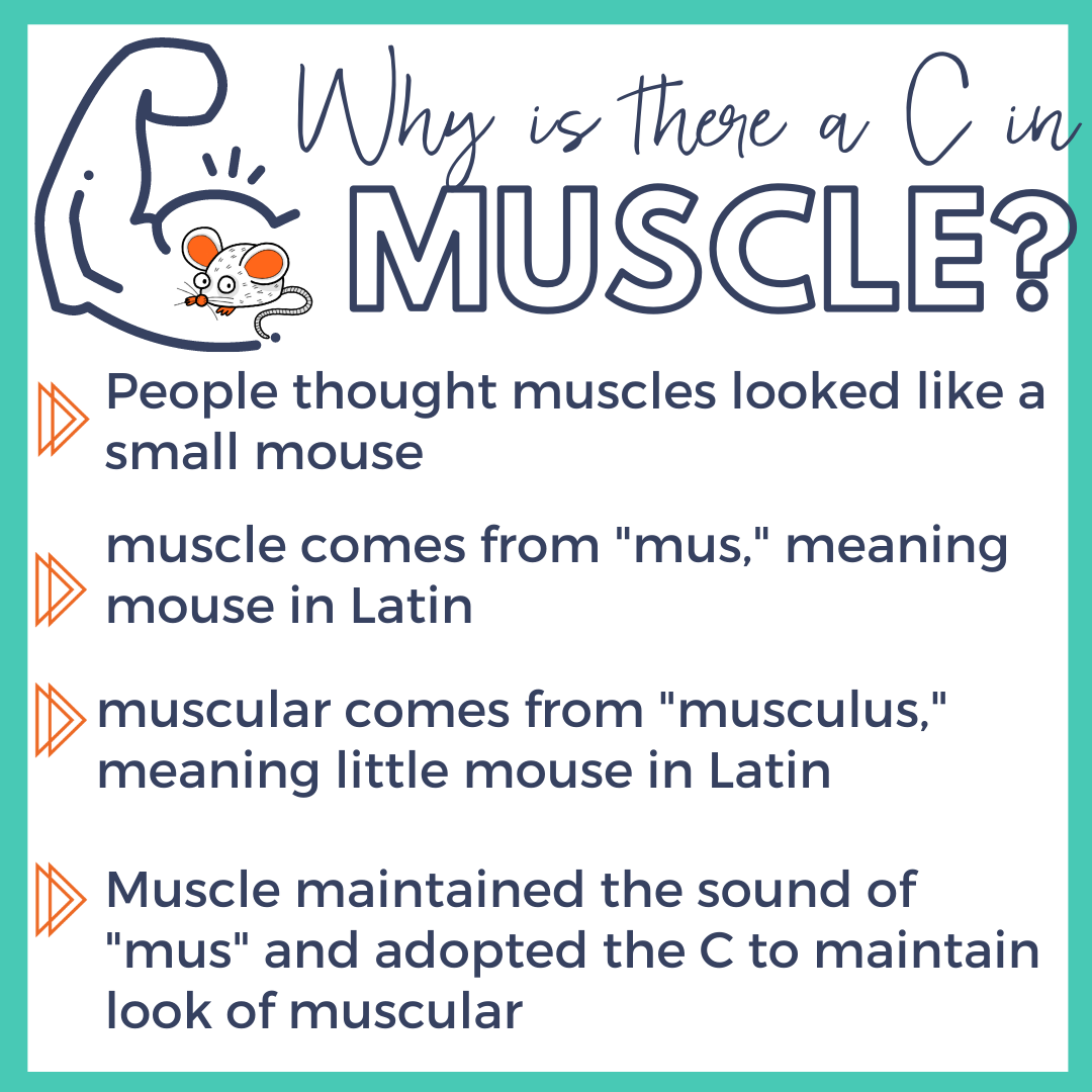 why does muscle have a c.png