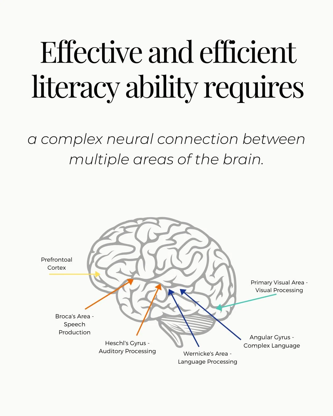 Effective and efficient literacy ability requires a complex neural connection between multiple areas of the brain.⁠
⁠
This is not an easy process, and students who struggle with reading or writing at grade level need specific instruction to help buil