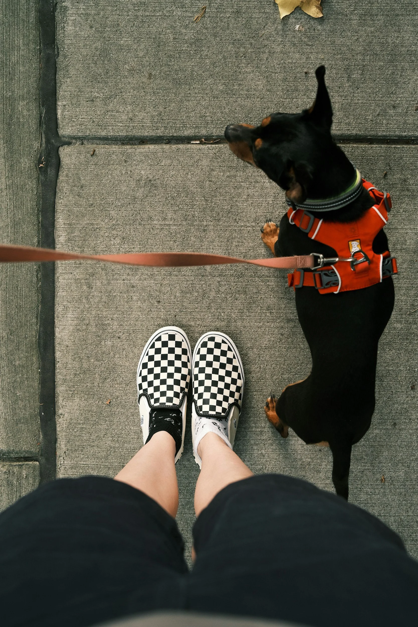 Must Haves for New Dog Walkers
