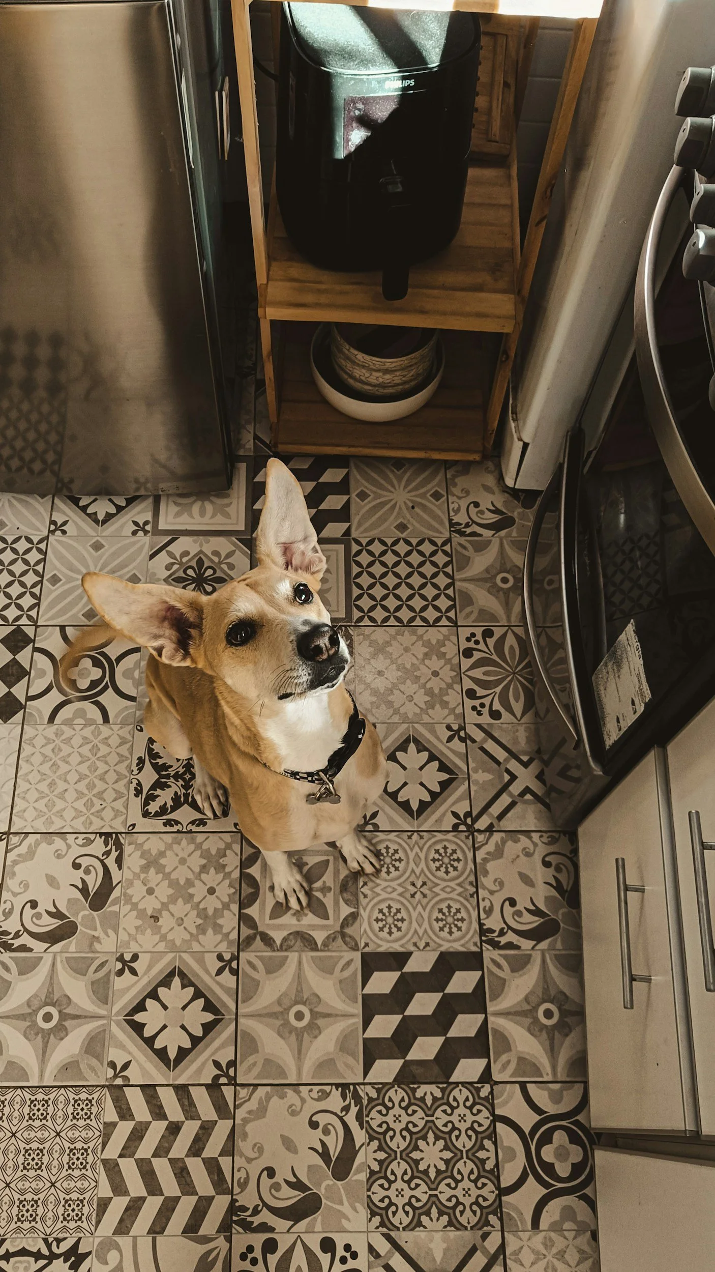 Dog Safety 101: Toxins, Hazards, and Bloat