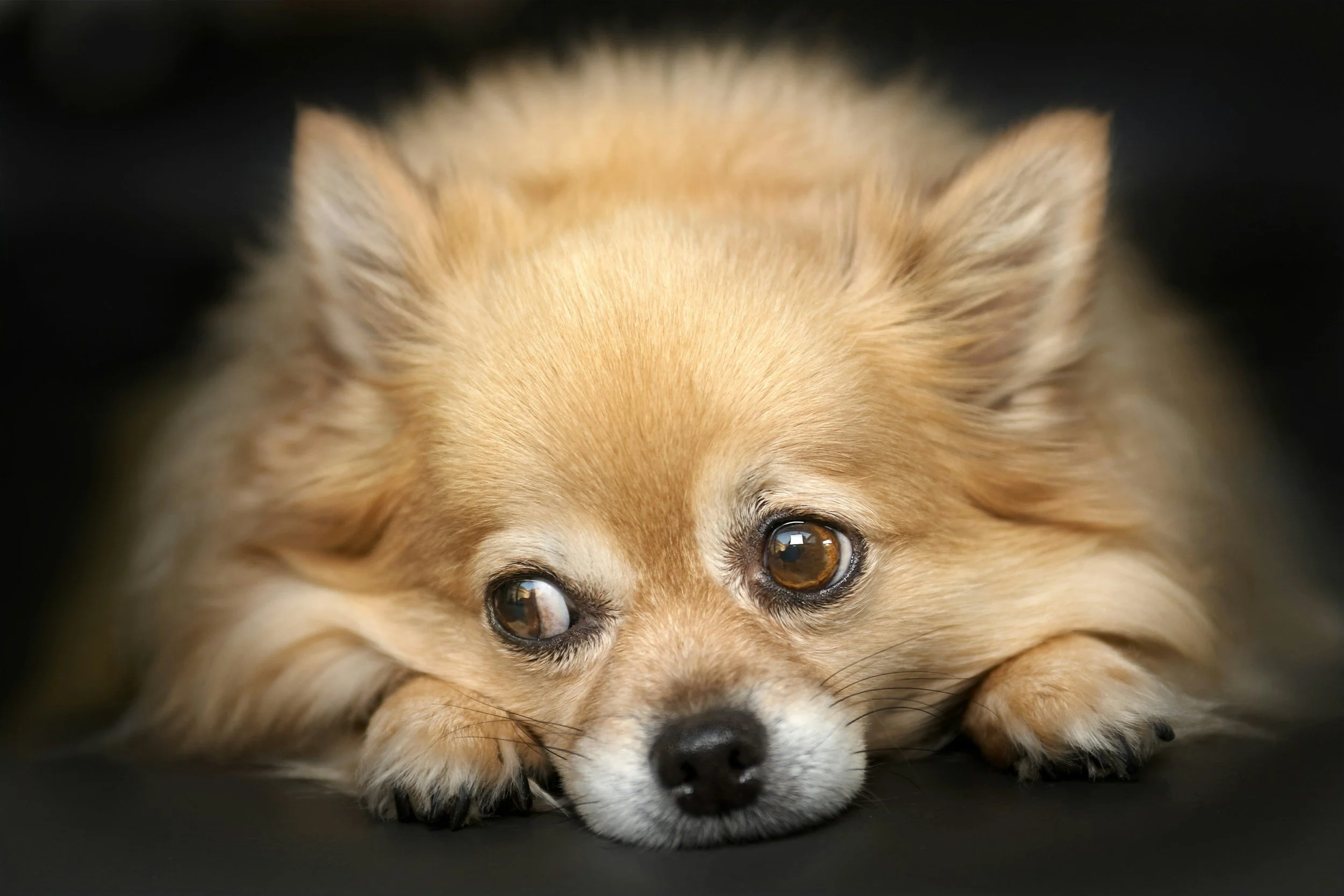 Reading Your Dog: The Subtle Signs of Stress