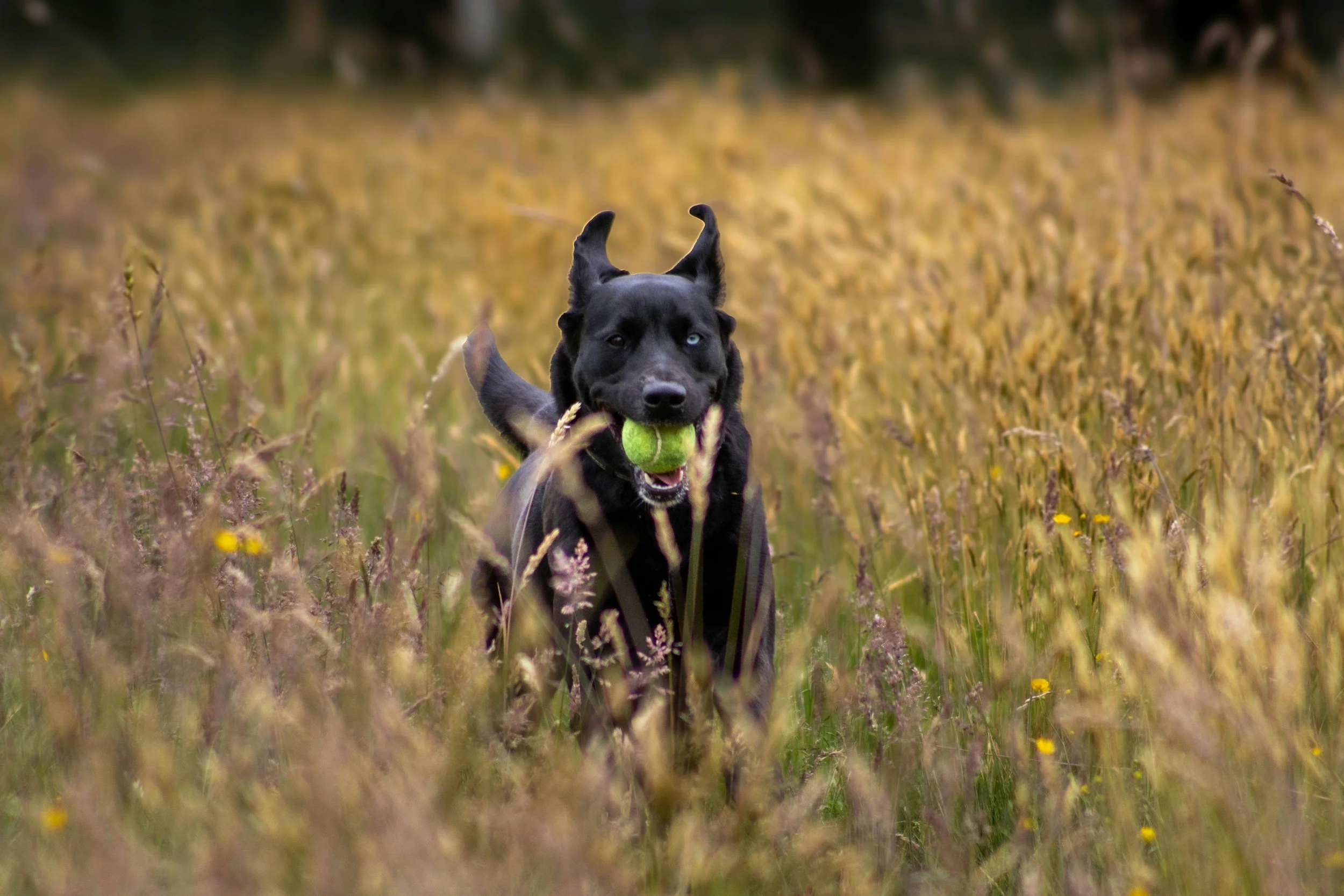 How Much Exercise Does My Dog Really Need?