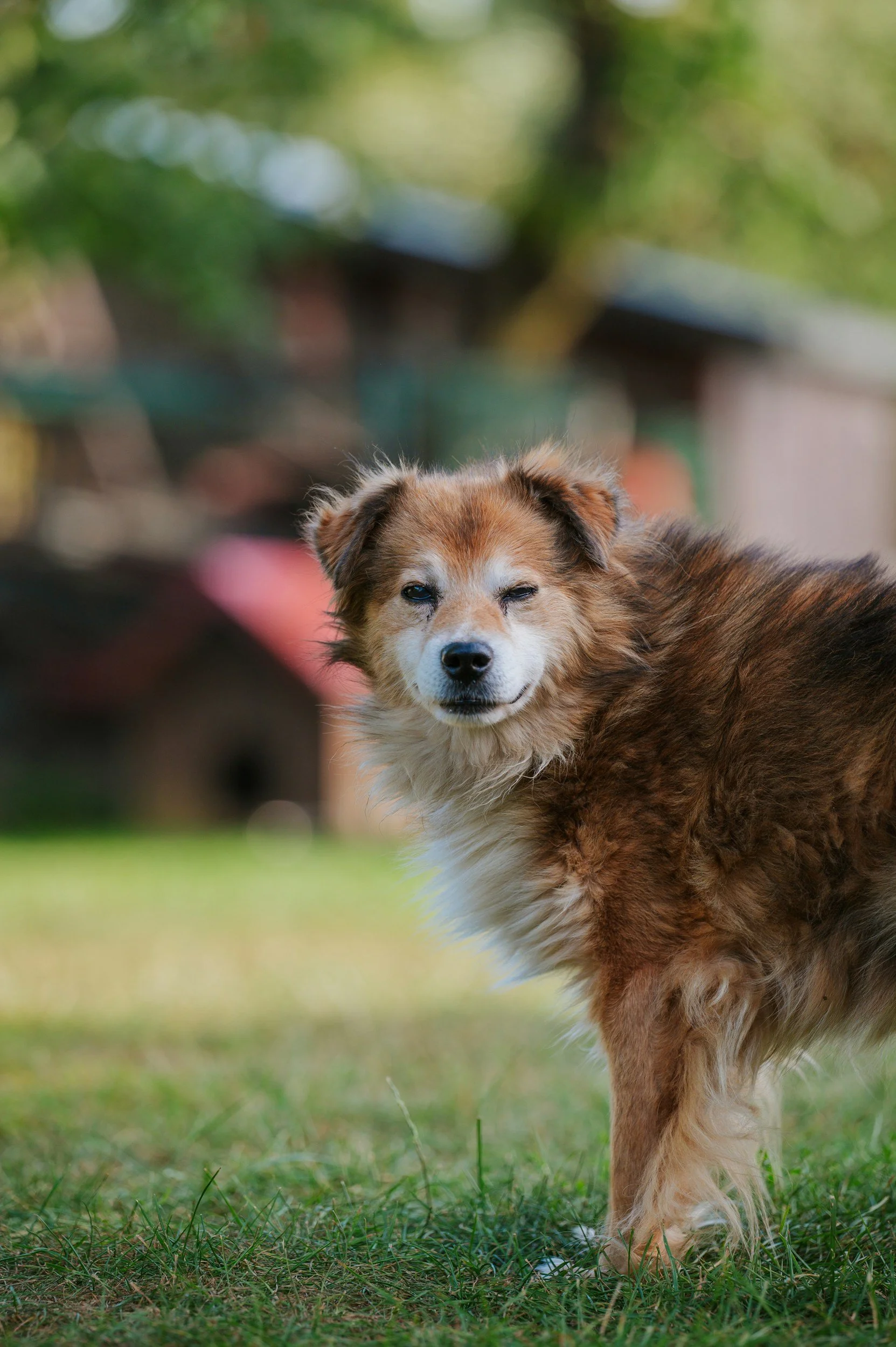 Keeping Senior Dogs Active: Gentle Ways to Help Your Dog Thrive in Their Golden Years