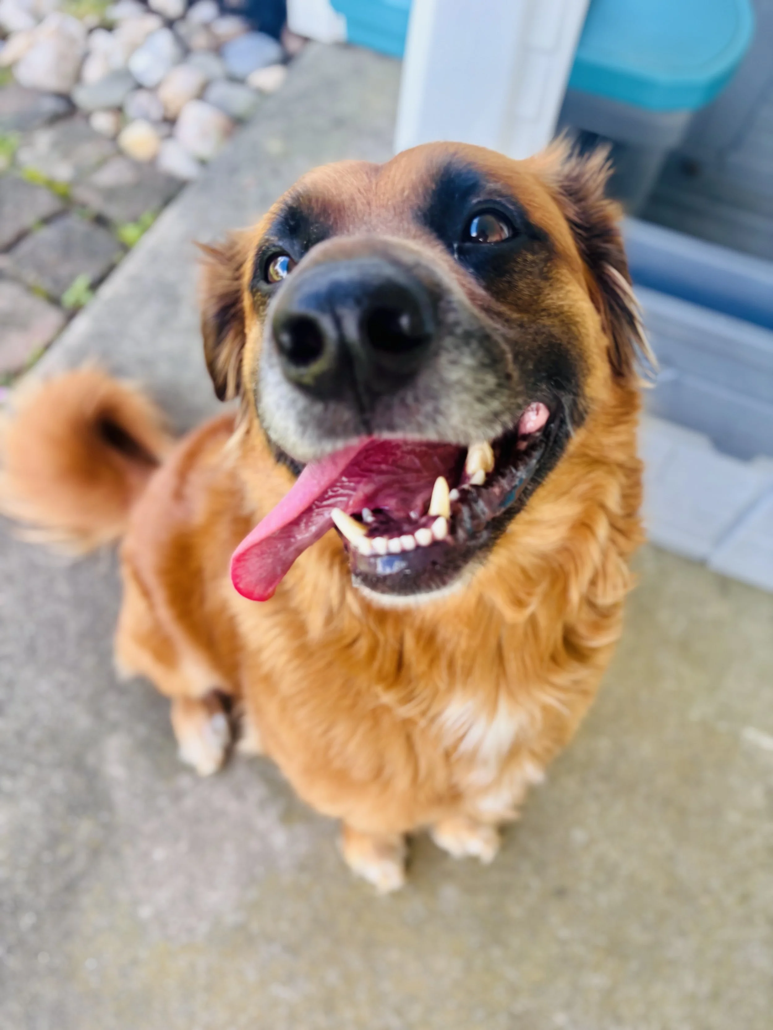 10 Signs Your Dog Is Happy and Thriving