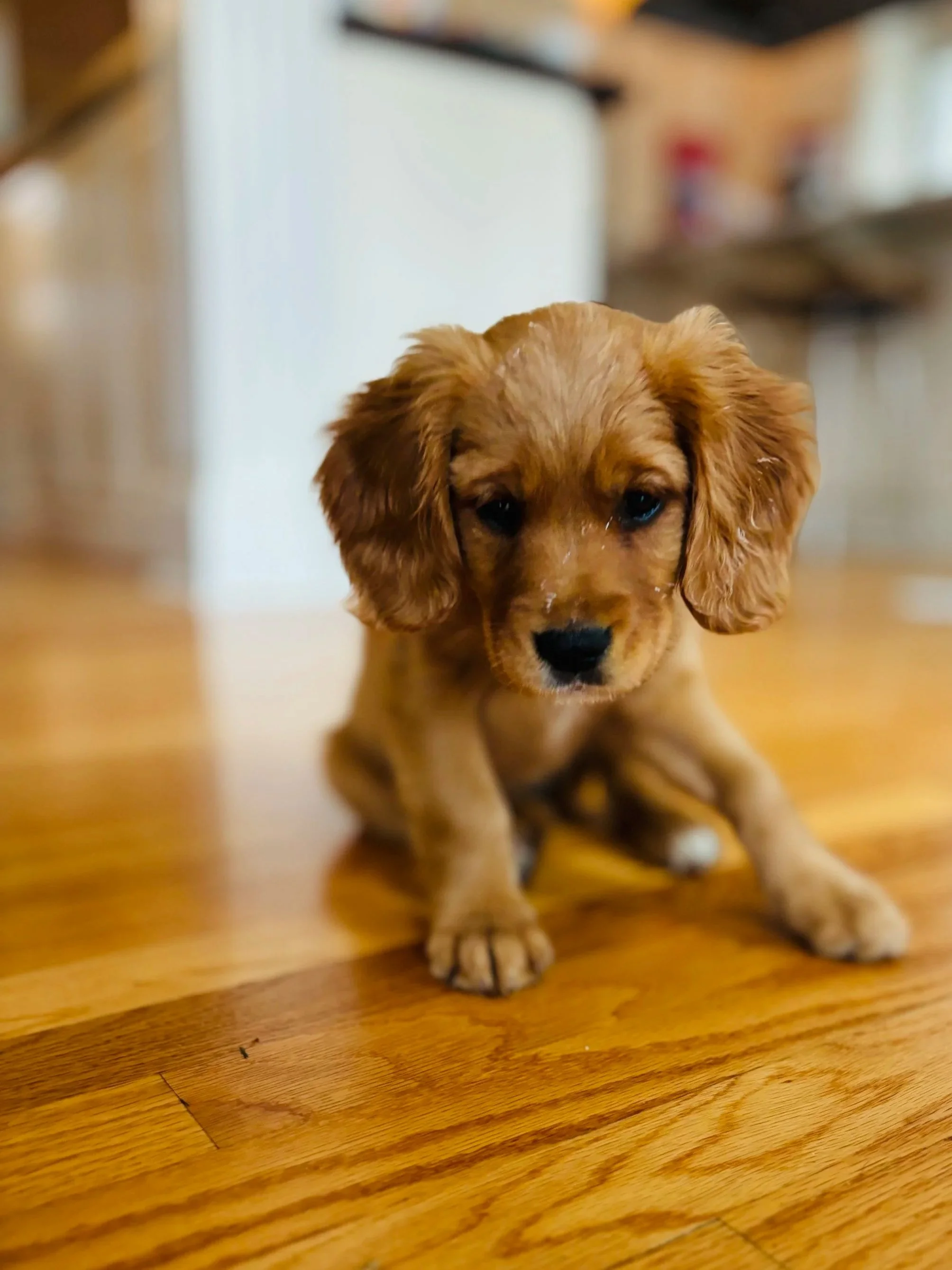 Puppy Foundations: The Gold Paw Method
